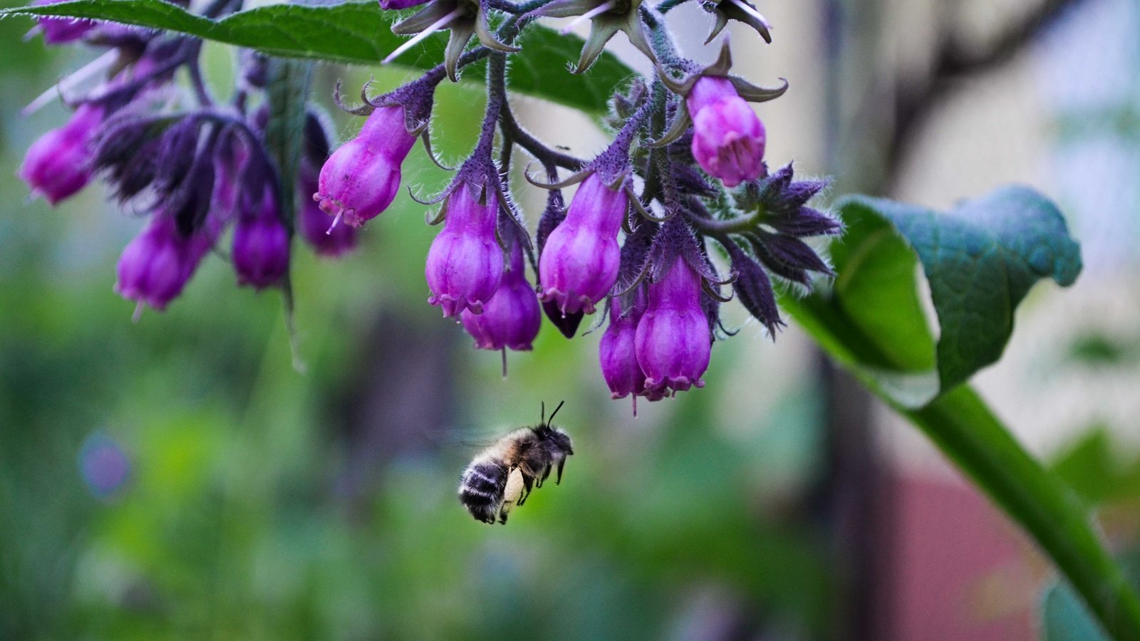 Обои цветы, природа, макро, насекомое, пчела, flowers, nature, macro, insect, bee разрешение 4928x3264 Загрузить