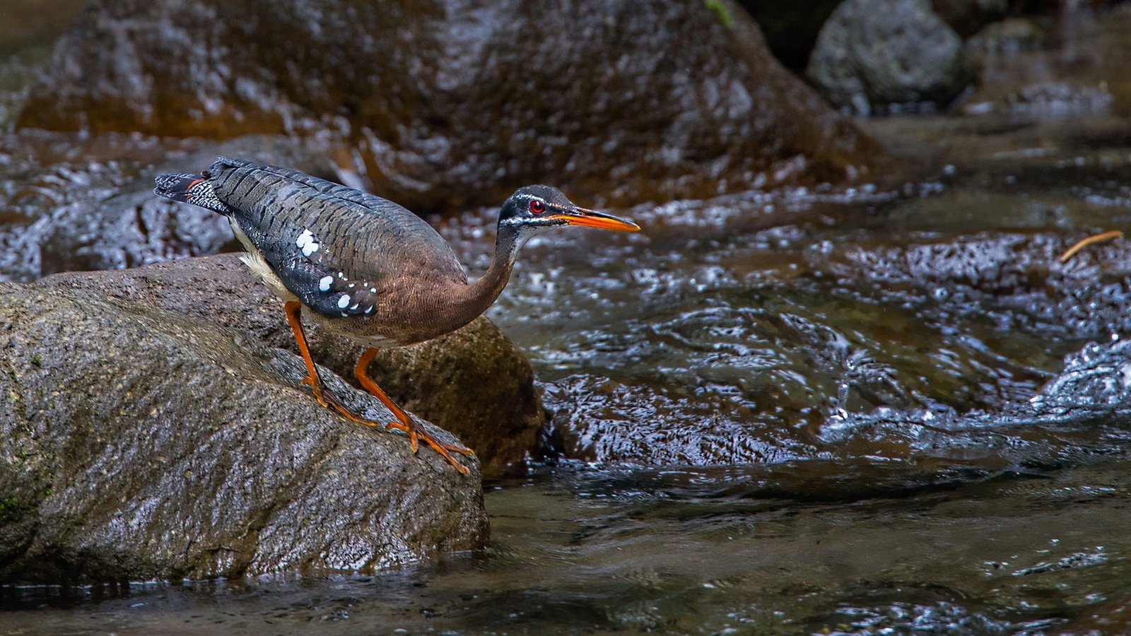 Обои ручей, камень, птица, клюв, цапля, солнечная цапля, stream, stone, bird, beak, heron, solar heron разрешение 1920x1136 Загрузить