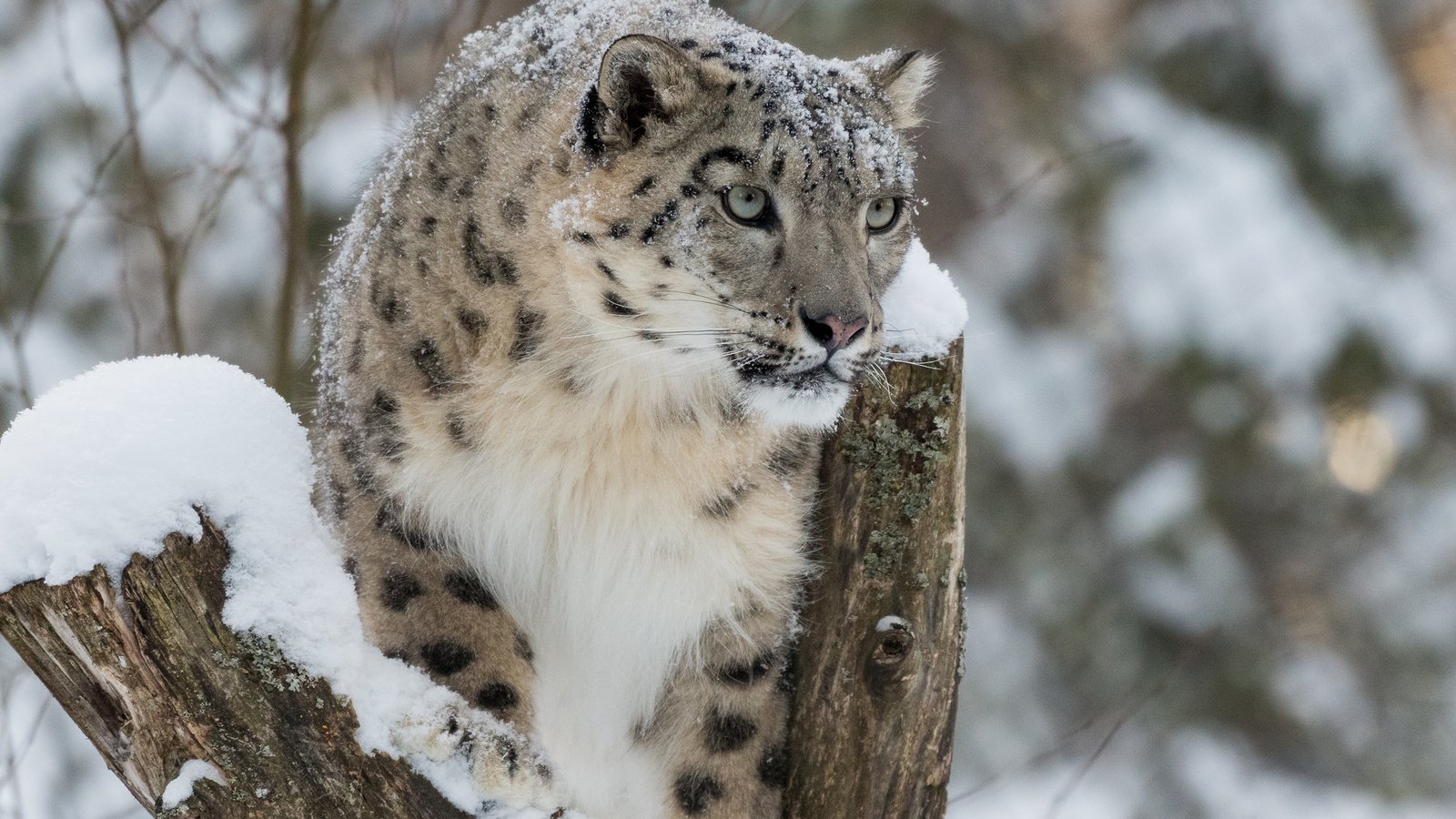 Обои снег, зима, снежный барс, ирбис, барс, дикая кошка, snow, winter, snow leopard, irbis, bars, wild cat разрешение 2560x1600 Загрузить