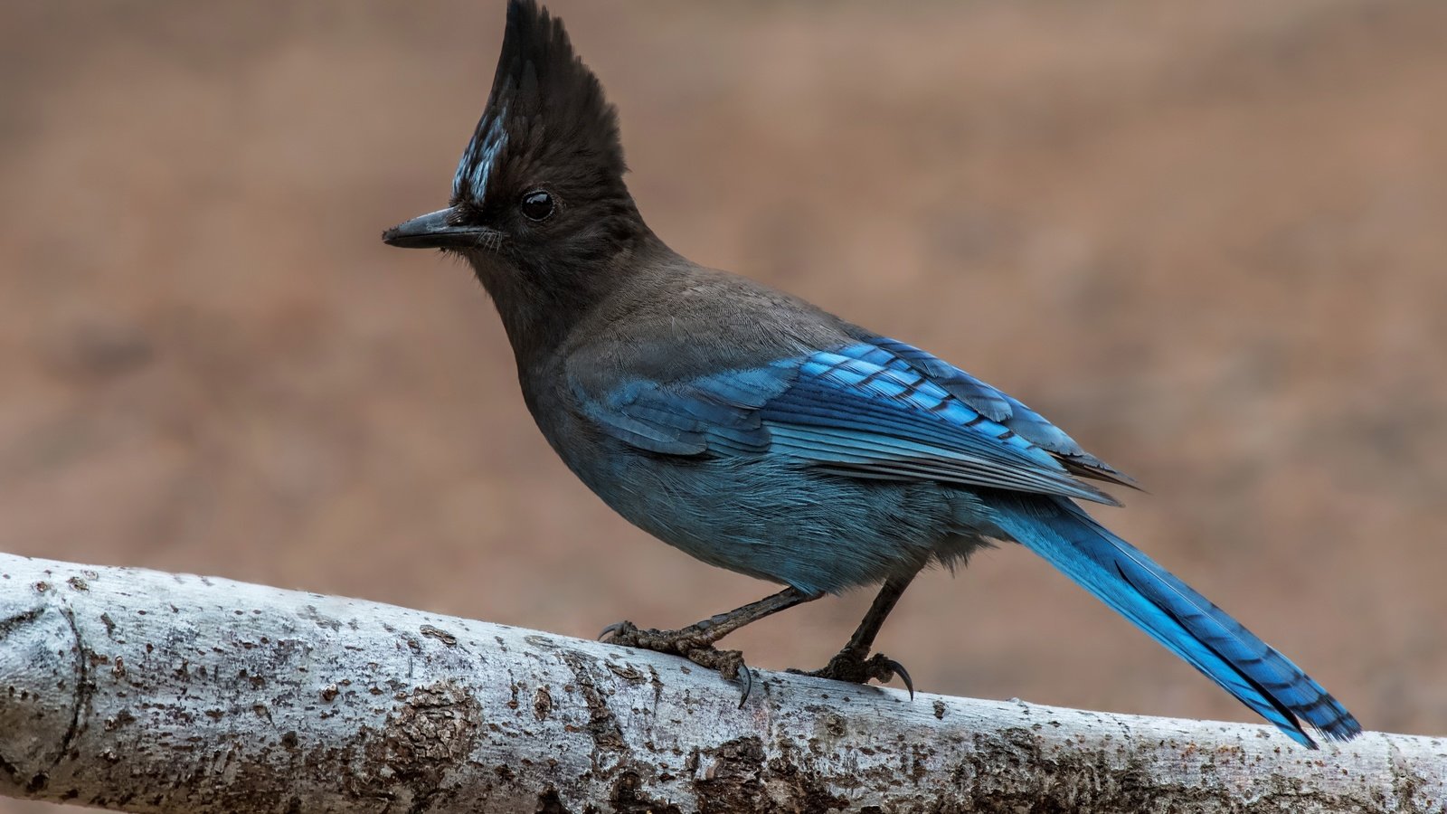 Blue jay