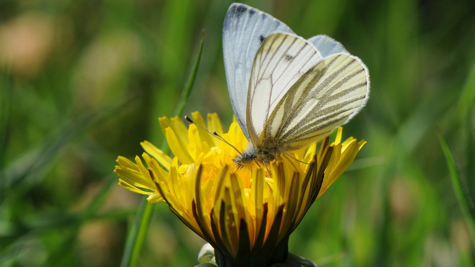 Обои трава, насекомое, цветок, бабочка, крылья, одуванчик, grass, insect, flower, butterfly, wings, dandelion разрешение 1920x1200 Загрузить