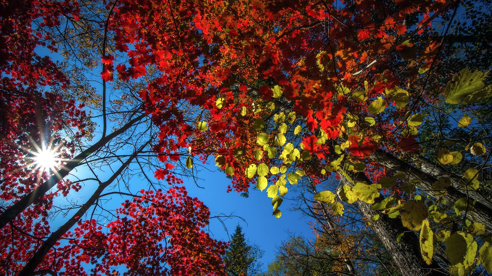 Обои небо, деревья, природа, лес, листья, осень, vitaly berkov, the sky, trees, nature, forest, leaves, autumn разрешение 1920x1200 Загрузить