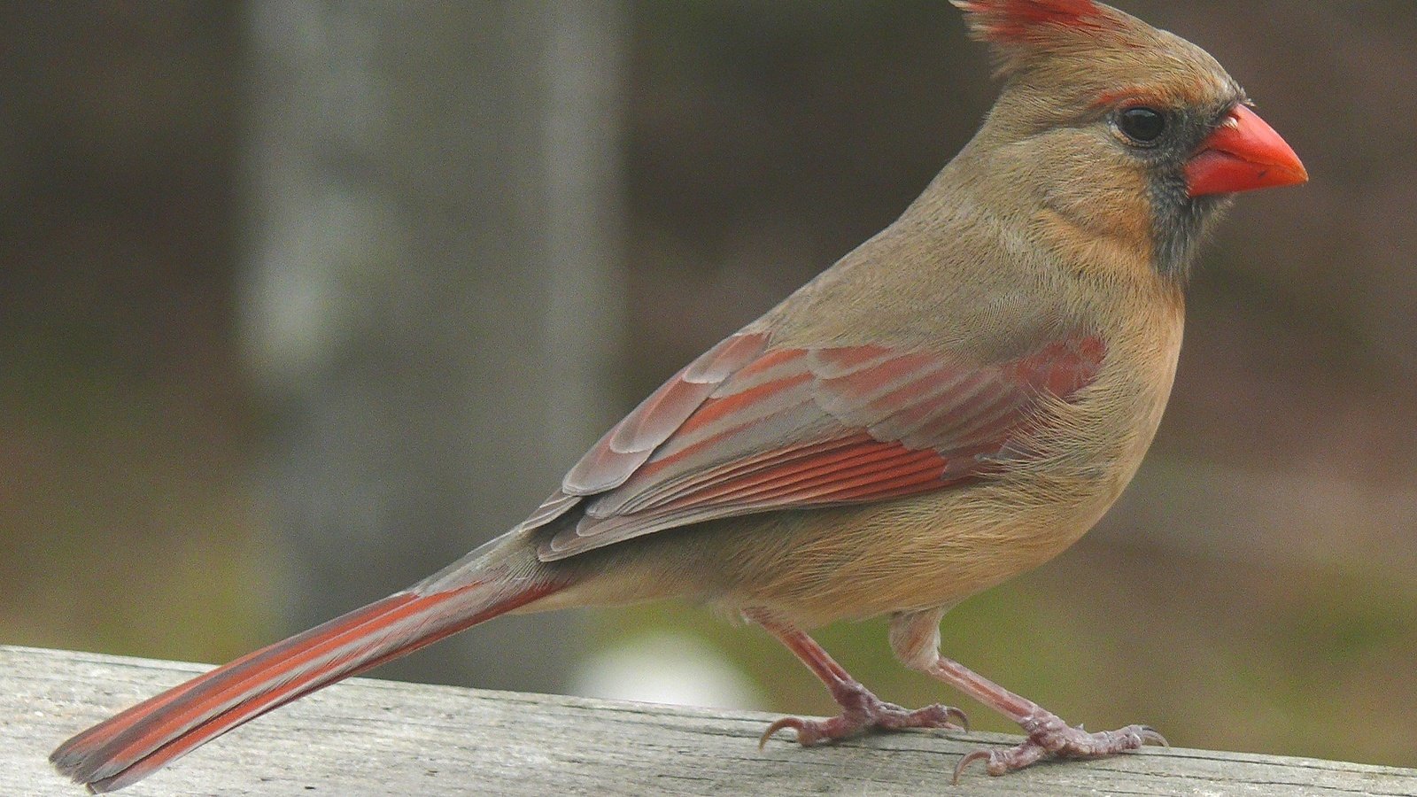 Обои природа, птица, кардинал, красный кардинал, самка, nature, bird, cardinal, red cardinal, female разрешение 2000x1500 Загрузить