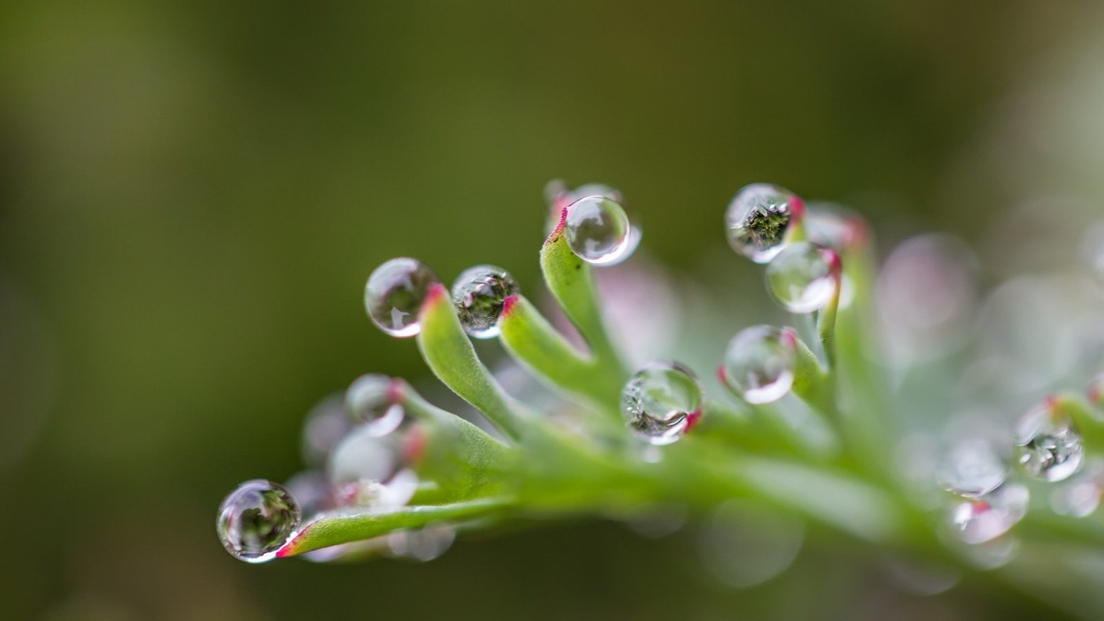 Обои природа, капли, блики, лист, размытость, растение, капельки росы, nature, drops, glare, sheet, blur, plant, drops of dew разрешение 1920x1200 Загрузить