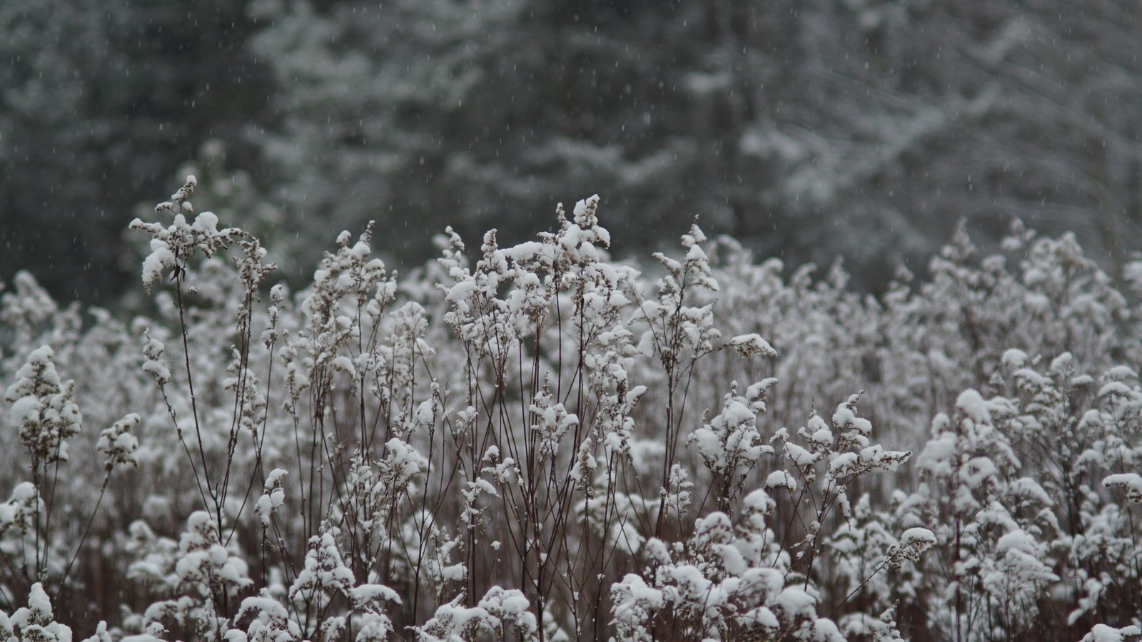 Обои трава, снег, природа, растения, зима, луг, растение, grass, snow, nature, plants, winter, meadow, plant разрешение 5456x3632 Загрузить