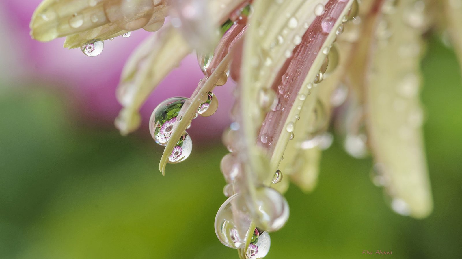 Обои макро, цветок, капли, лепестки, macro, flower, drops, petals разрешение 1920x1200 Загрузить