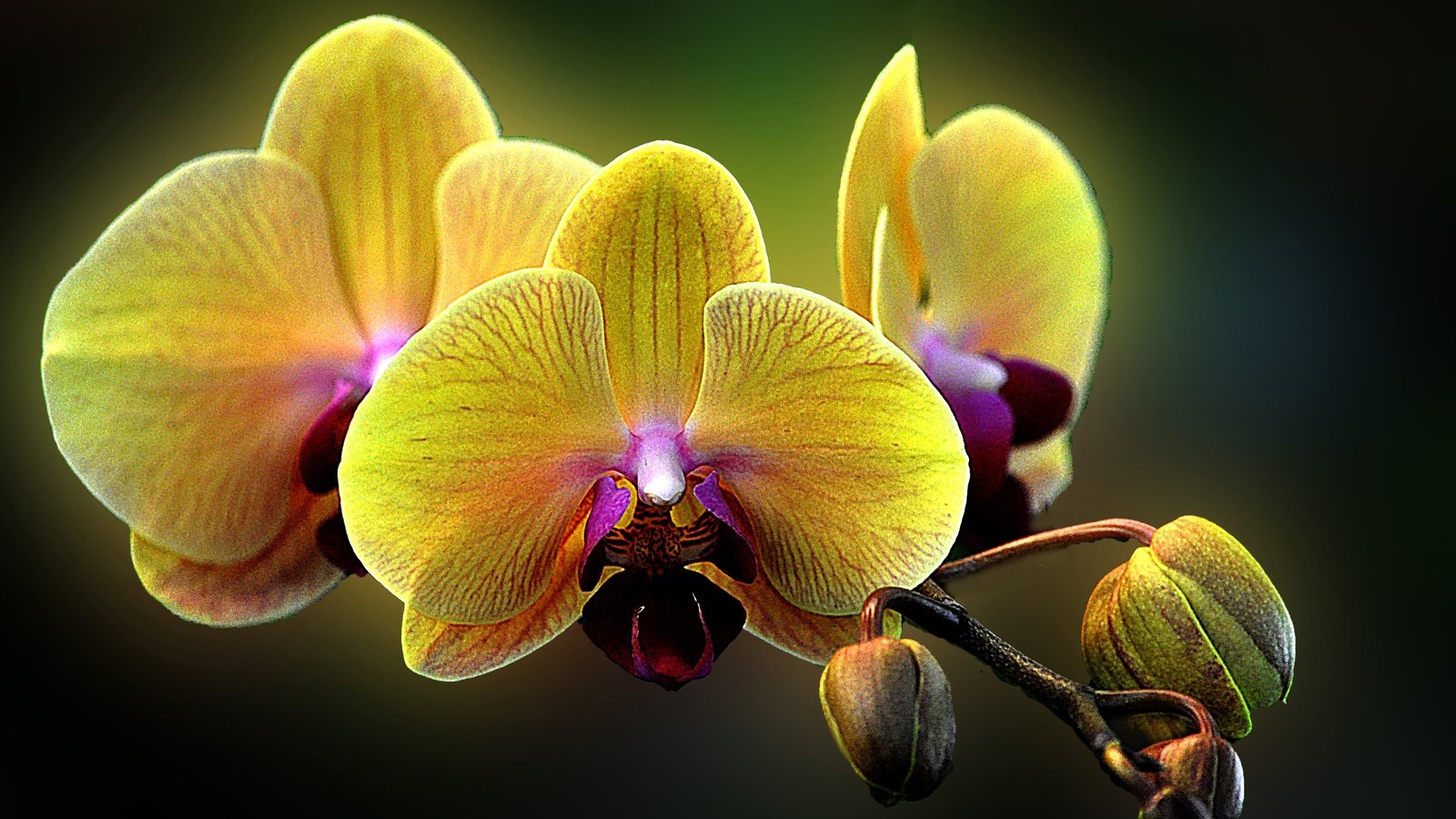 Обои цветы, макро, орхидея, фаленопсис, flowers, macro, orchid, phalaenopsis разрешение 4288x2848 Загрузить