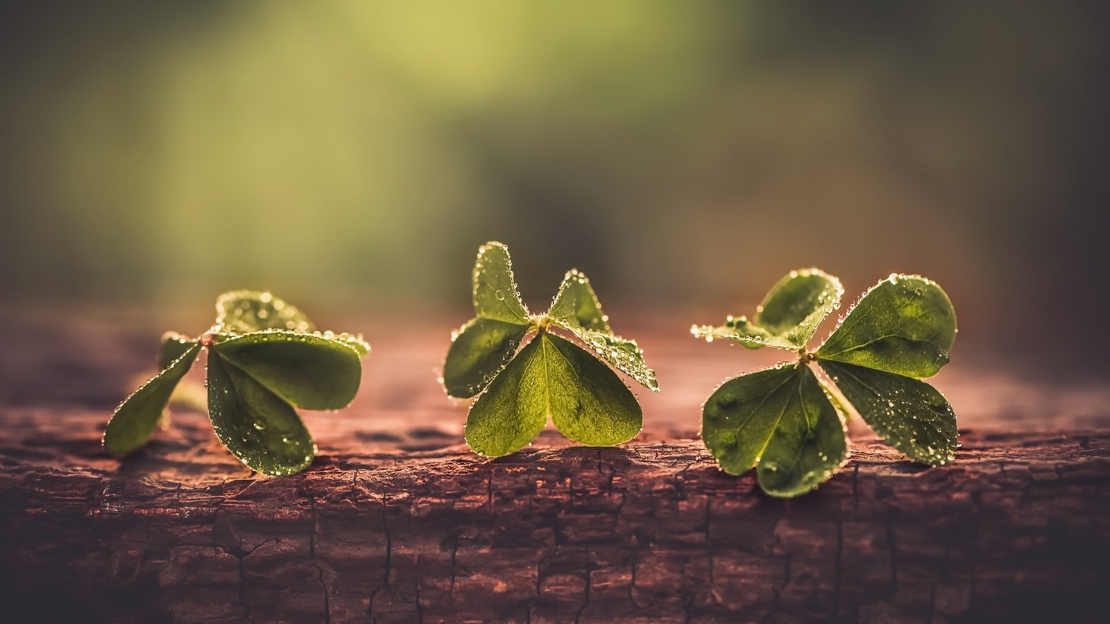 Обои клевер, макро, фон, капли, листики, clover, macro, background, drops, leaves разрешение 1920x1282 Загрузить