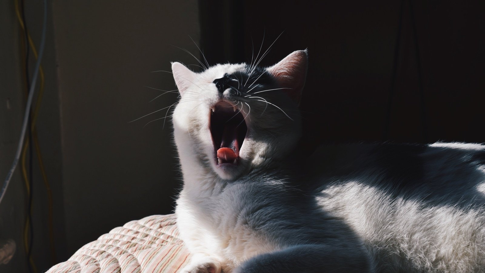 Обои кот, мордочка, усы, кошка, белый, зевает, cat, muzzle, mustache, white, yawns разрешение 2592x1728 Загрузить
