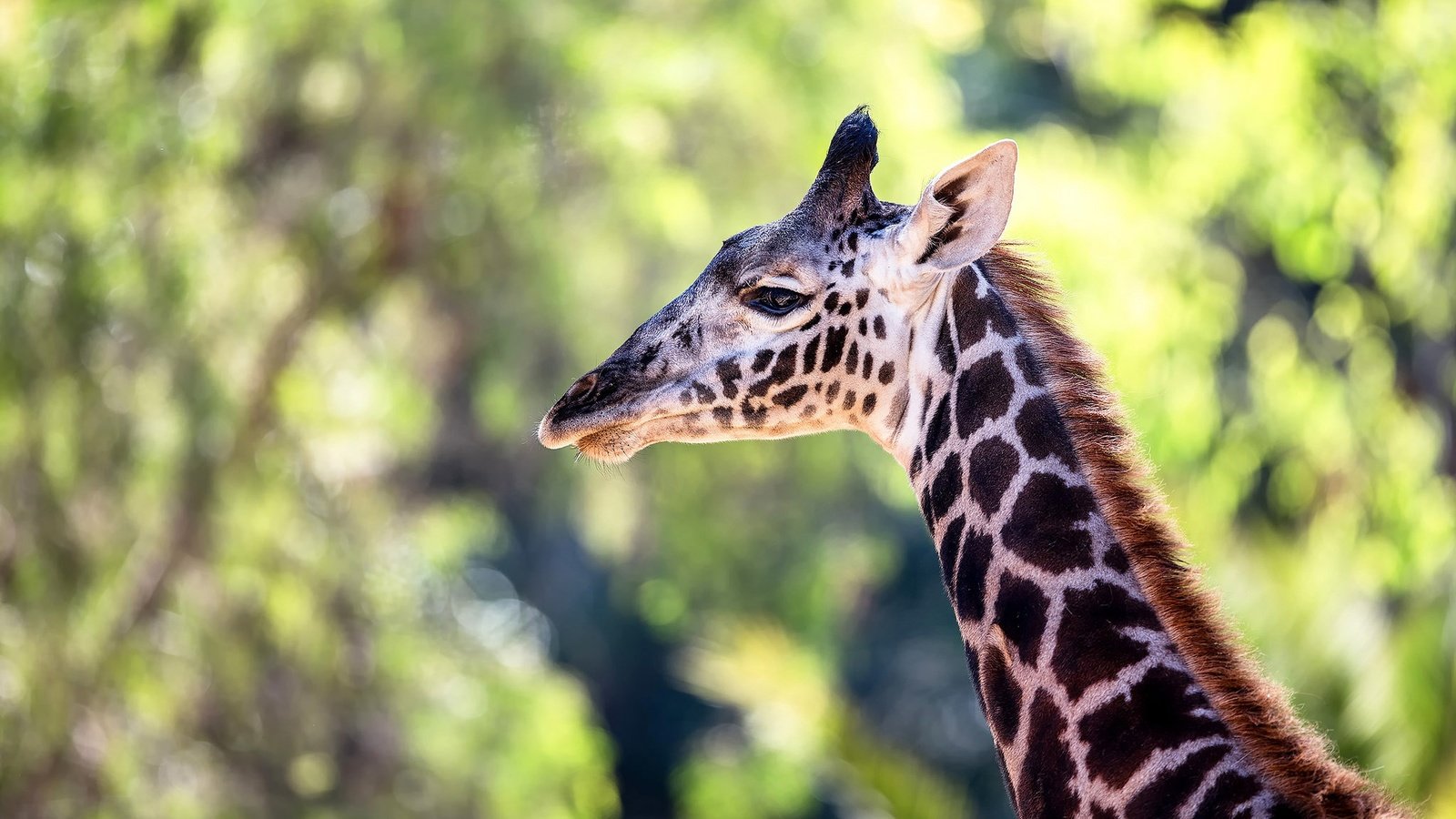 Обои окрас, жираф, шея, color, giraffe, neck разрешение 2048x1288 Загрузить