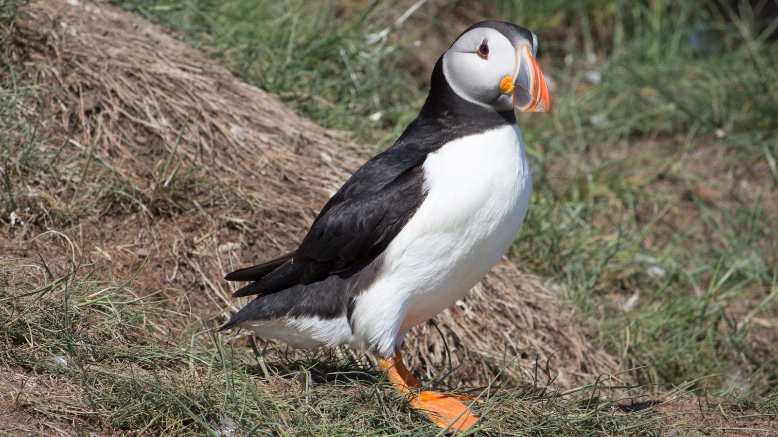 Обои трава, птица, клюв, перья, тупик, атлантический тупик, puffin, grass, bird, beak, feathers, stalled, atlantic puffin разрешение 3840x2160 Загрузить