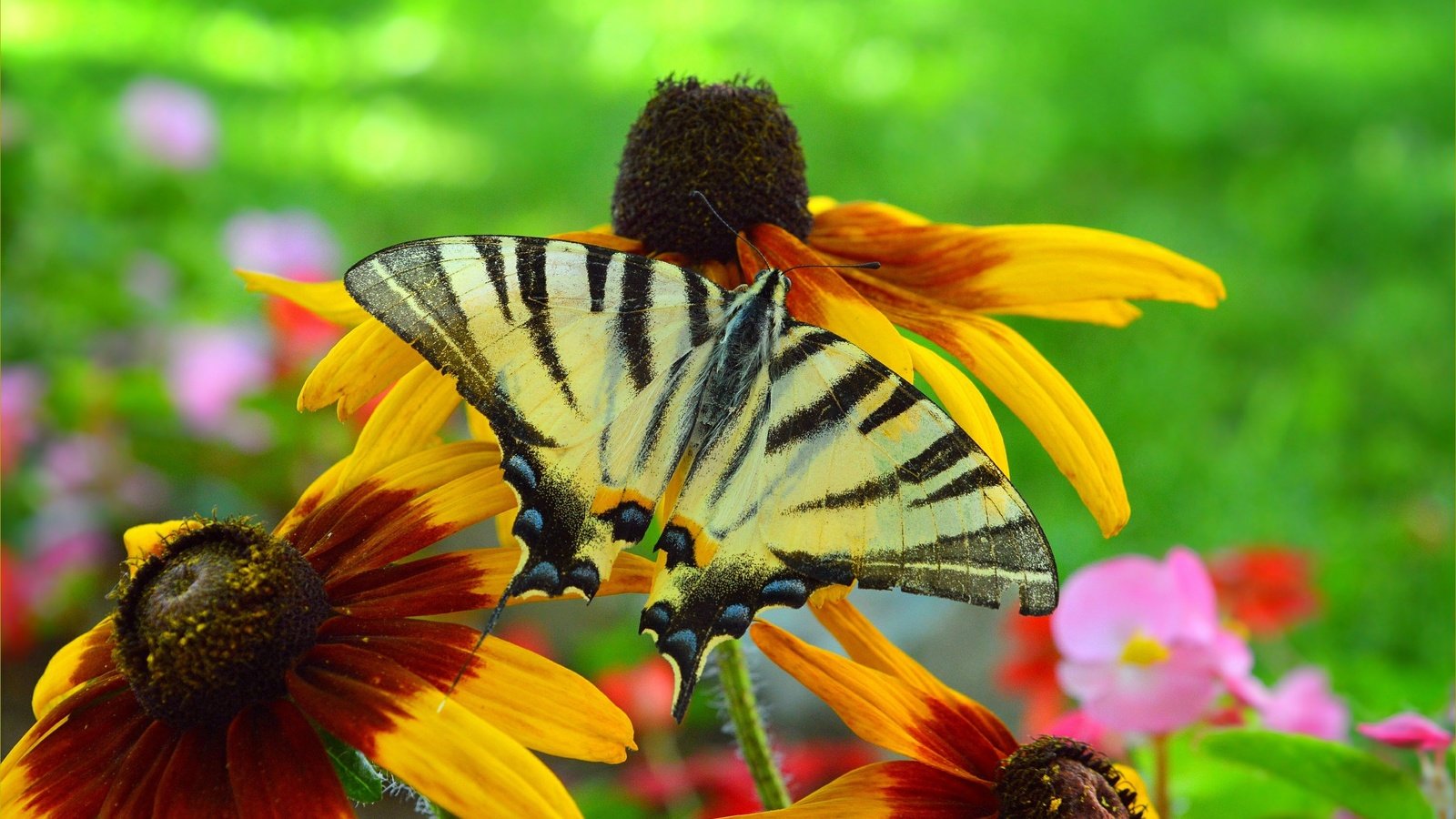 Обои цветы, насекомое, бабочка, крылья, рудбекия, flowers, insect, butterfly, wings, rudbeckia разрешение 3002x1791 Загрузить