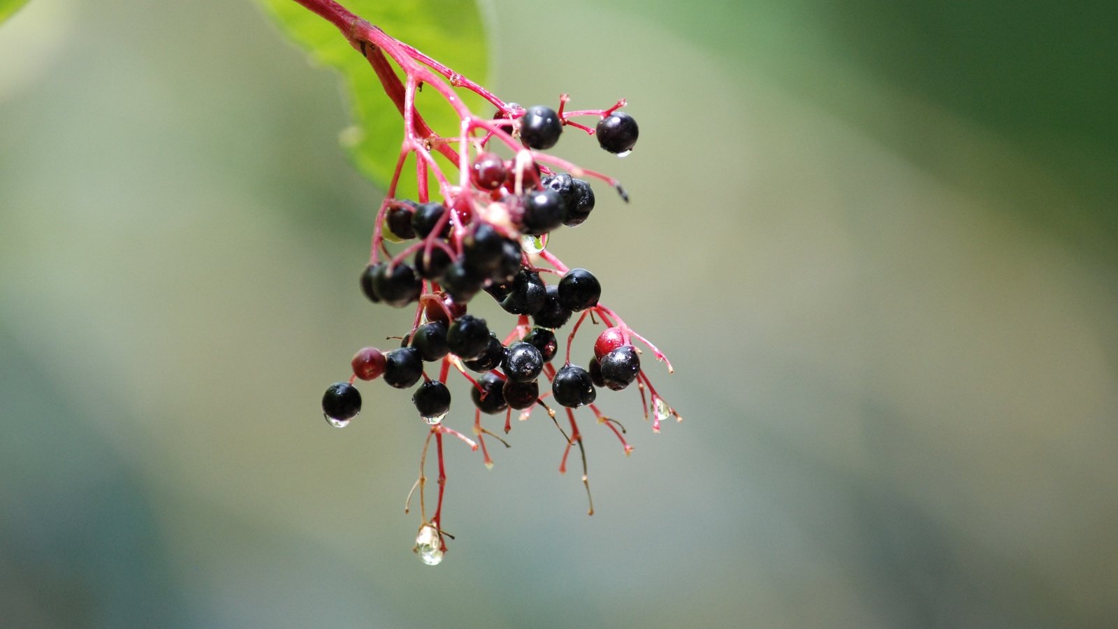 Обои ветка, природа, дерево, капли, плоды, бузина, branch, nature, tree, drops, fruit, elder разрешение 3872x2592 Загрузить