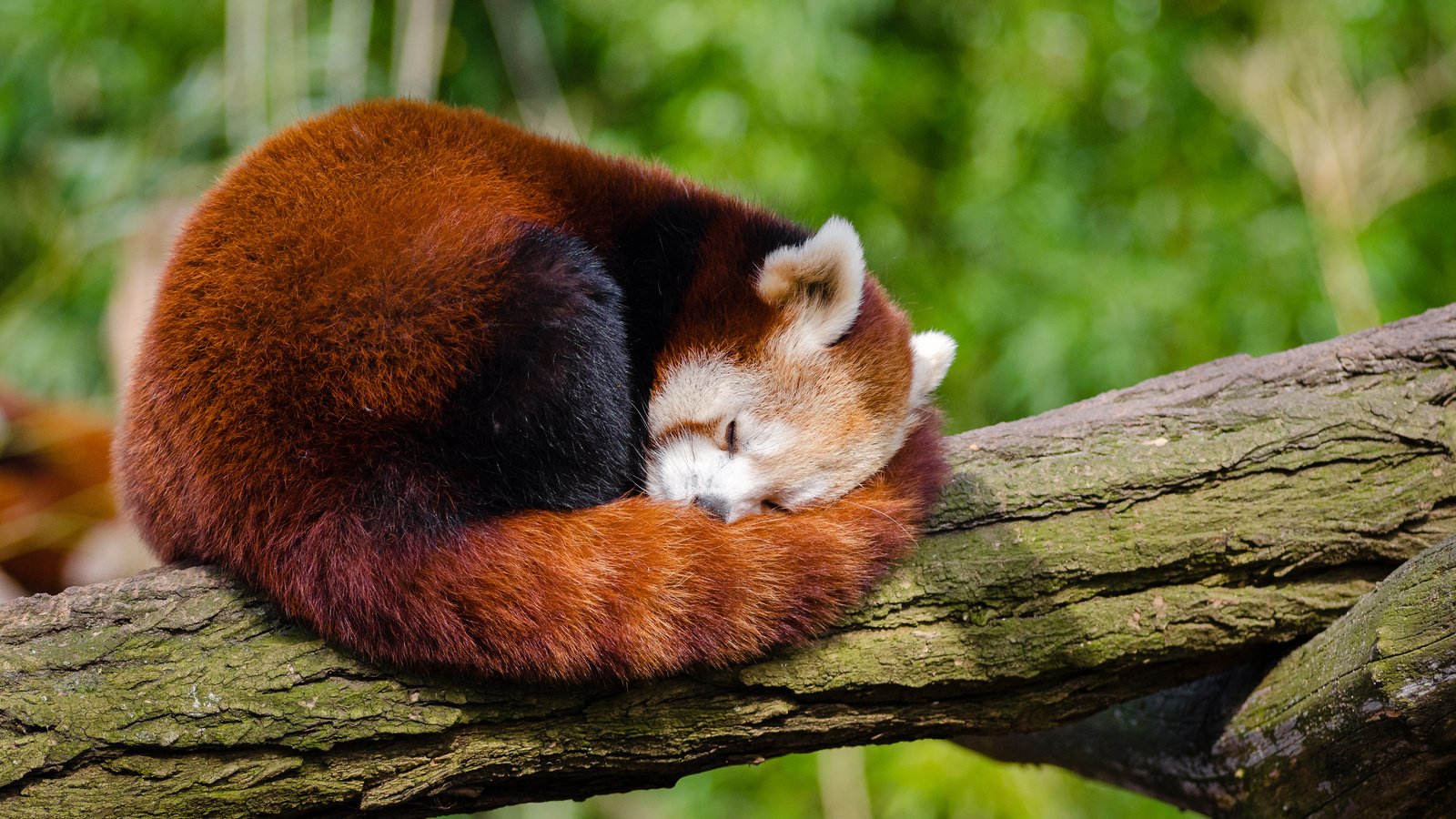 Обои дерево, панда, сон, ствол, красная панда, малая панда, tree, panda, sleep, trunk, red panda разрешение 4000x2649 Загрузить