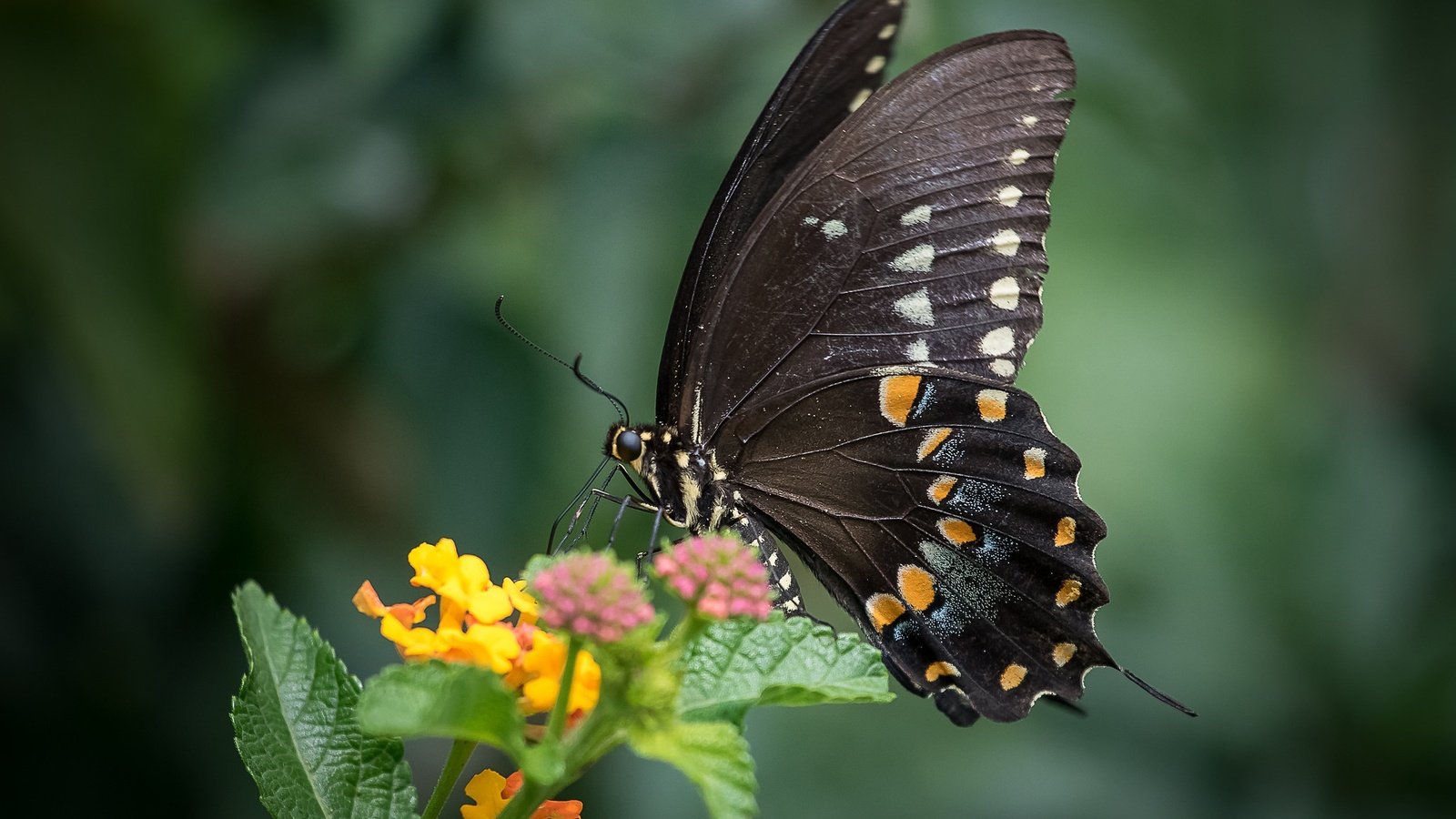 Обои макро, насекомое, цветок, бабочка, крылья, животное, macro, insect, flower, butterfly, wings, animal разрешение 2048x1365 Загрузить