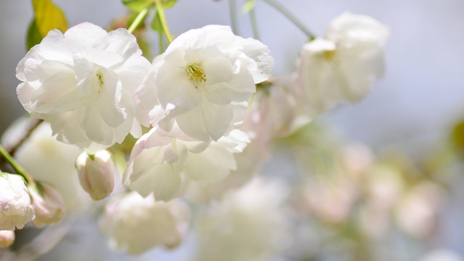 Обои ветка, цветение, размытость, весна, сакура, branch, flowering, blur, spring, sakura разрешение 2048x1356 Загрузить