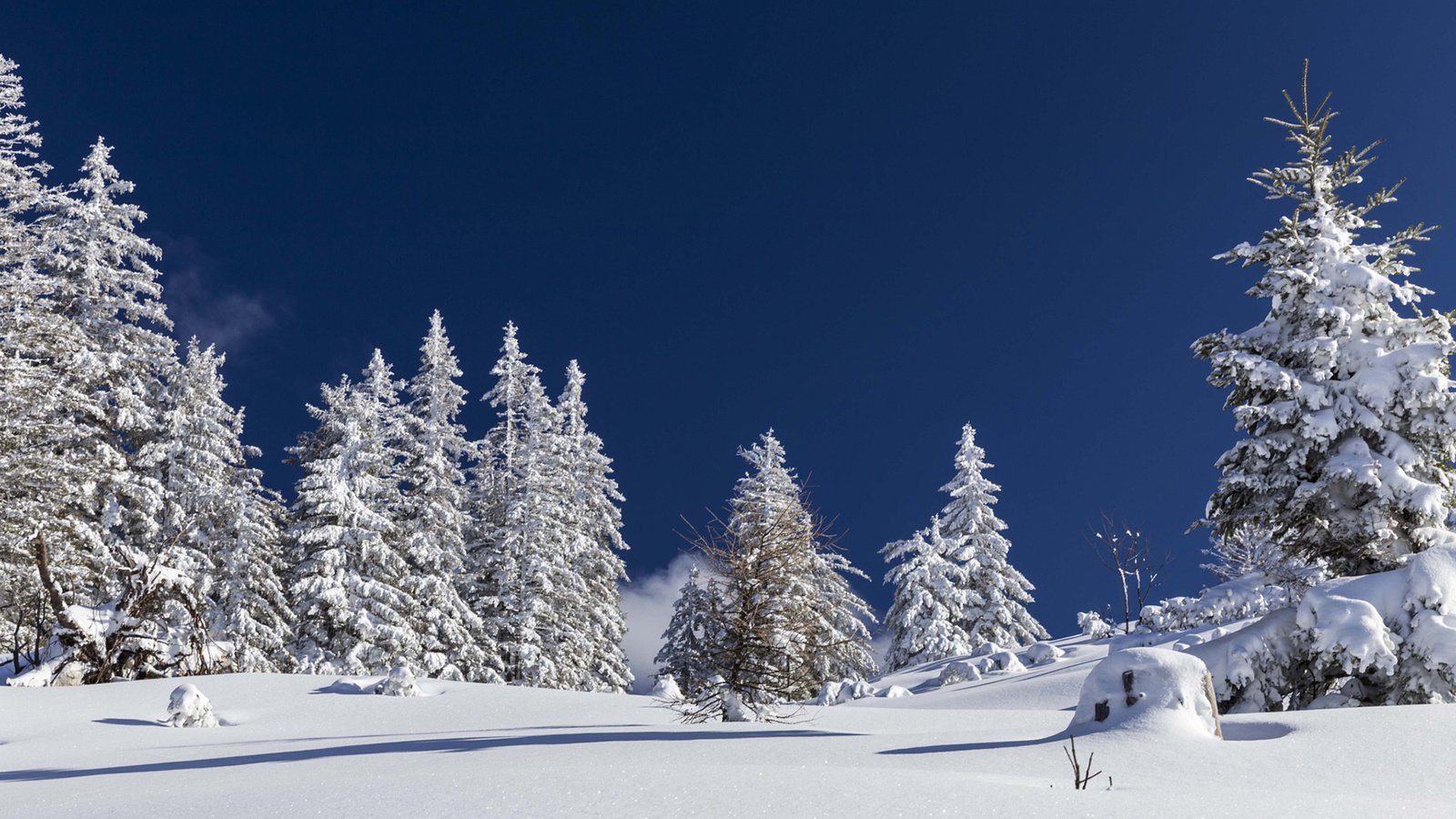 Обои небо, деревья, снег, природа, лес, зима, nicole mikulasch, the sky, trees, snow, nature, forest, winter разрешение 1920x1200 Загрузить