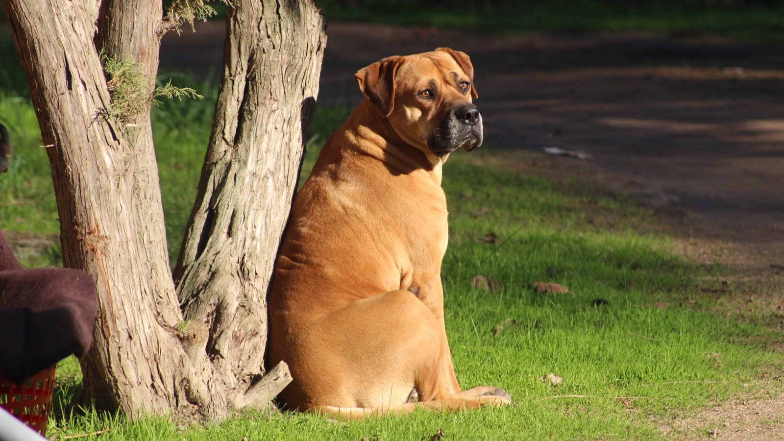 Обои морда, трава, дерево, взгляд, собака, бульмастиф, face, grass, tree, look, dog, bullmastiff разрешение 5184x3456 Загрузить