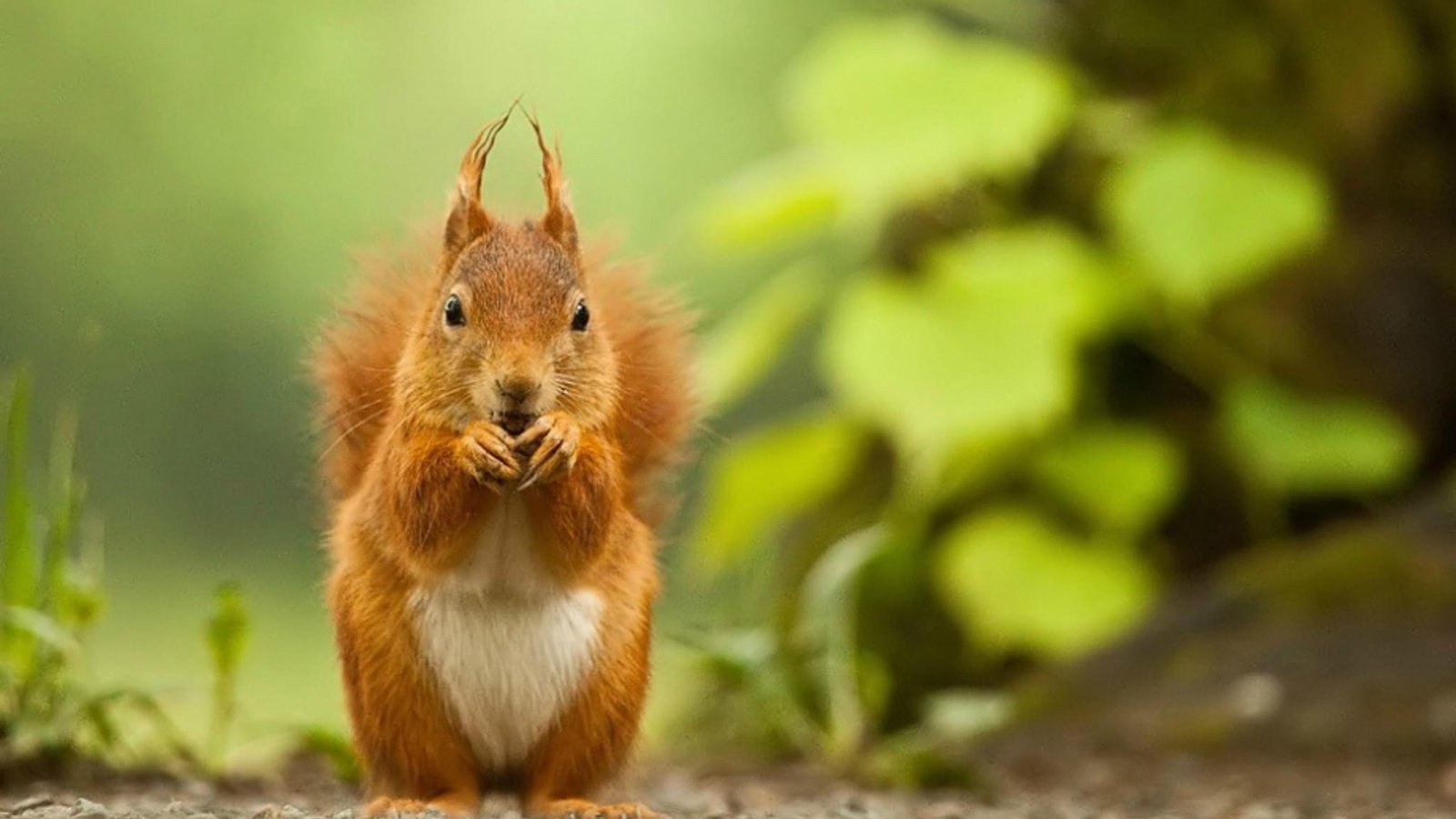 Обои белка, зверек, белочка, грызун, protein, animal, squirrel, rodent разрешение 1920x1200 Загрузить