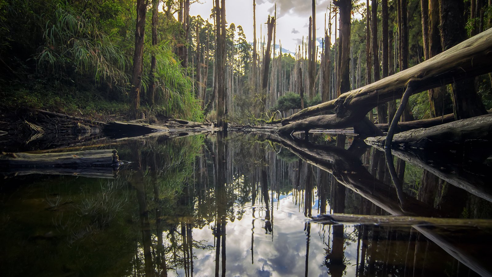 Обои деревья, река, природа, лес, отражение, стволы, бревна, roy_chang, trees, river, nature, forest, reflection, trunks, logs разрешение 2880x1800 Загрузить