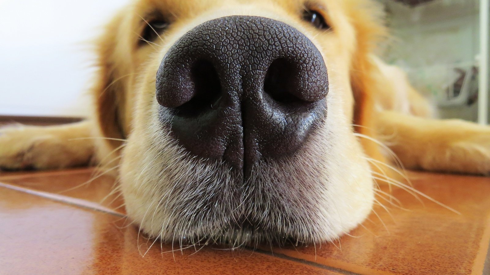 Обои морда, собака, нос, крупный план, милый, золотистый ретривер, face, dog, nose, close-up, cute, golden retriever разрешение 4000x3000 Загрузить