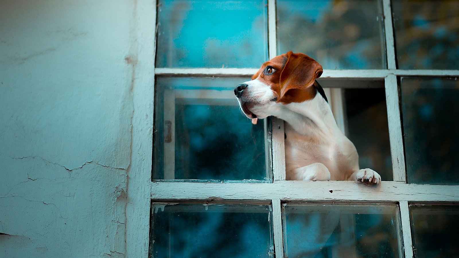 Обои собака, окно, бигль, dog, window, beagle разрешение 1920x1080 Загрузить