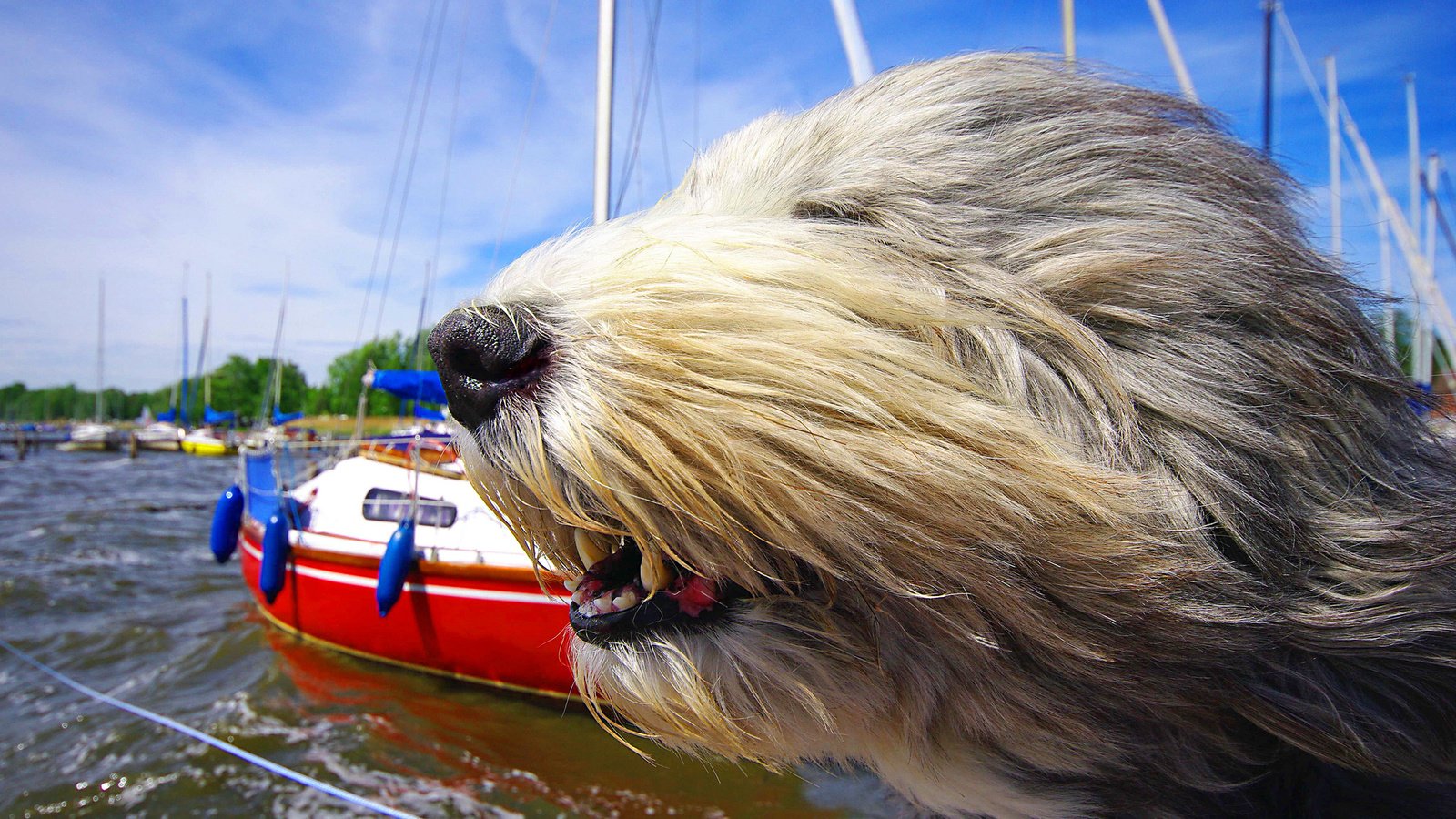 Обои морда, яхты, собака, ветер, бородатый колли, солёный пёс, face, yachts, dog, the wind, bearded collie, salty dog разрешение 2048x1367 Загрузить