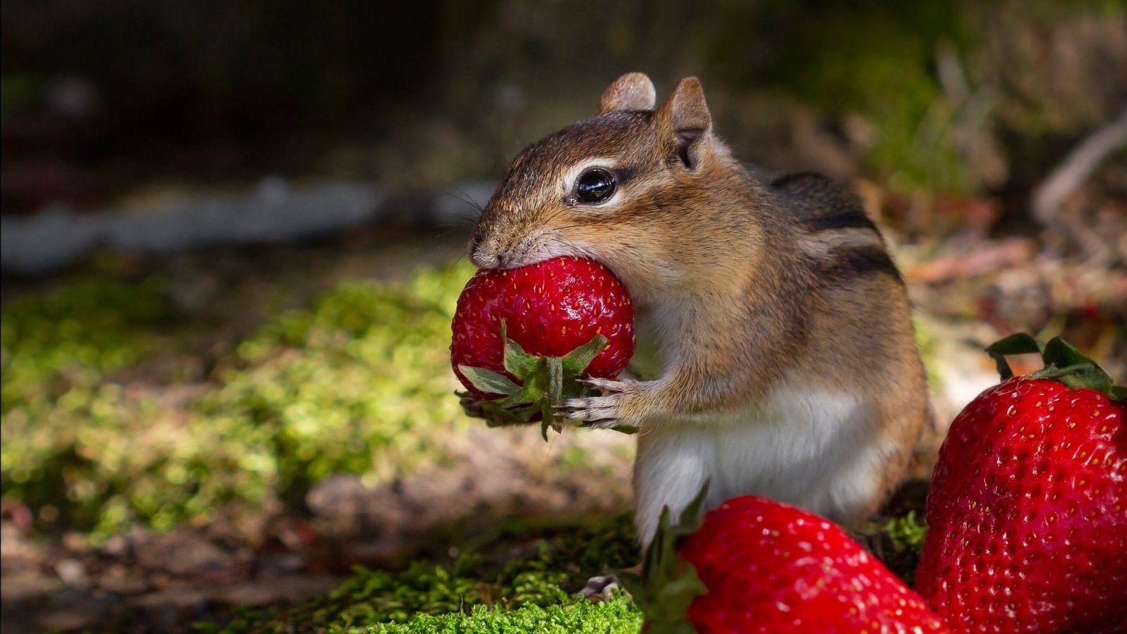 Обои клубника, ягоды, обед, бурундук, грызун, strawberry, berries, lunch, chipmunk, rodent разрешение 2000x1373 Загрузить