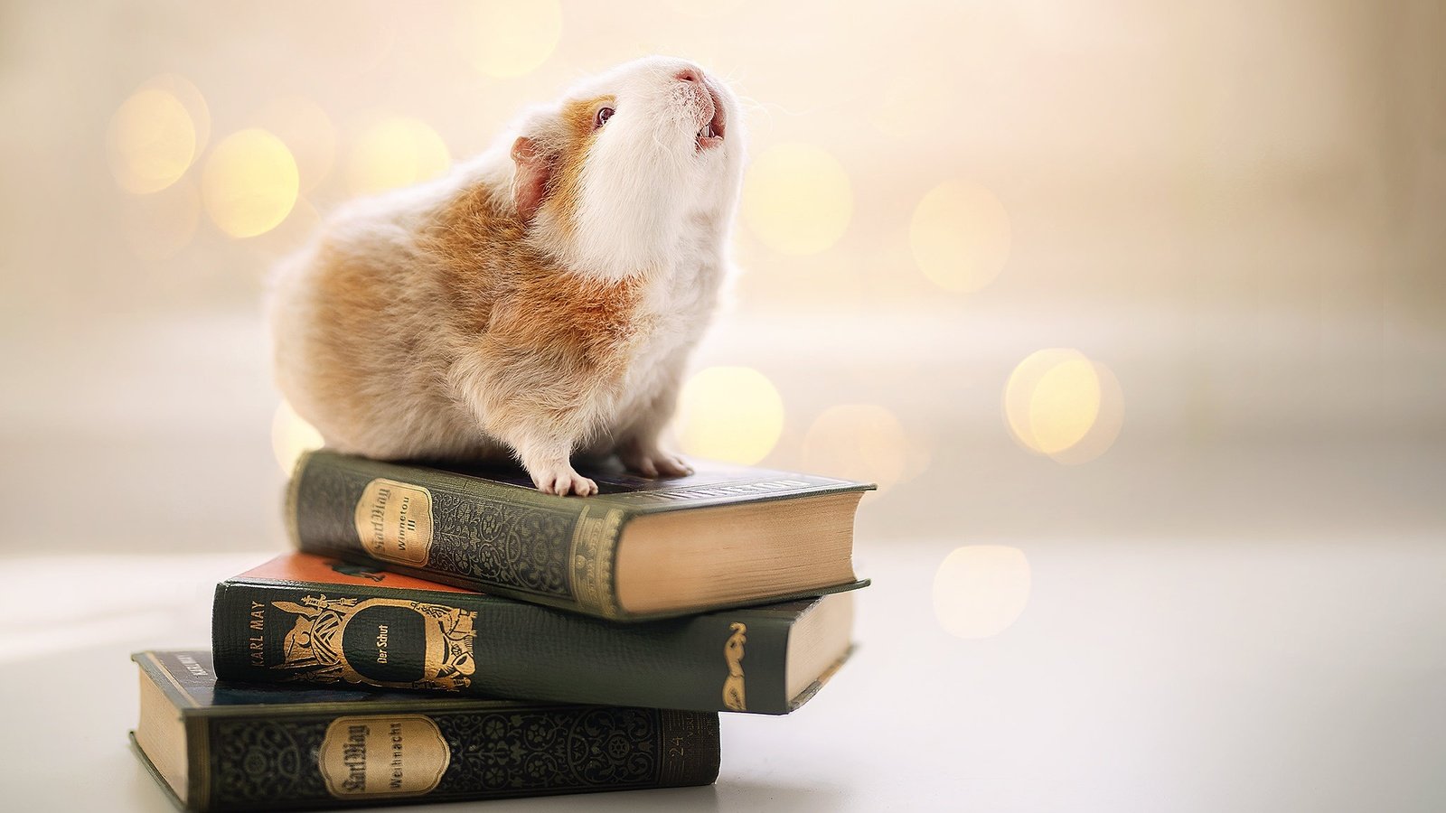 Обои фон, книги, грызун, морская свинка, background, books, rodent, guinea pig разрешение 2048x1365 Загрузить