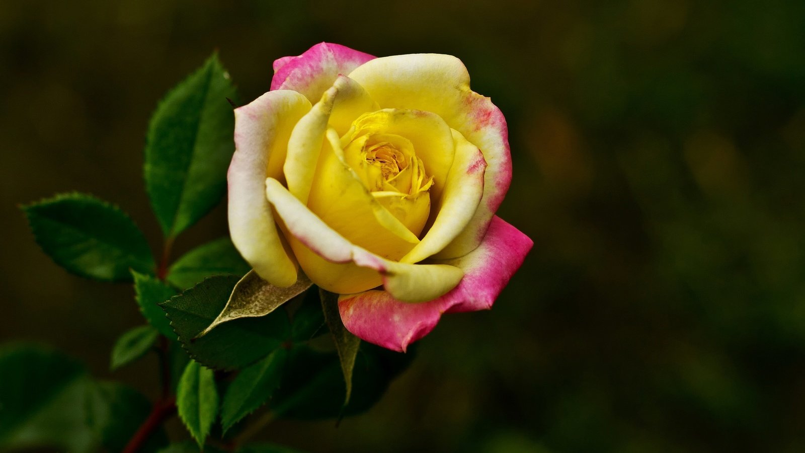 Обои макро, роза, бутон, темный фон, яркая, macro, rose, bud, the dark background, bright разрешение 2048x1152 Загрузить