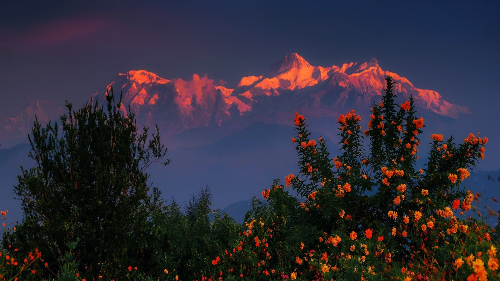 Обои цветы, горы, закат, кусты, гималаи, непал, flowers, mountains, sunset, the bushes, the himalayas, nepal разрешение 2048x1320 Загрузить