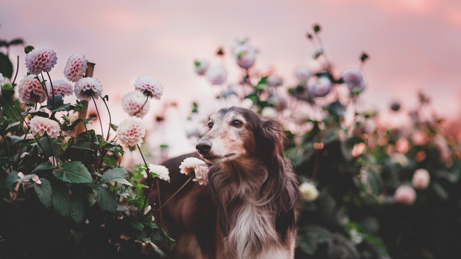 Обои цветы, природа, собака, flowers, nature, dog разрешение 2048x1365 Загрузить