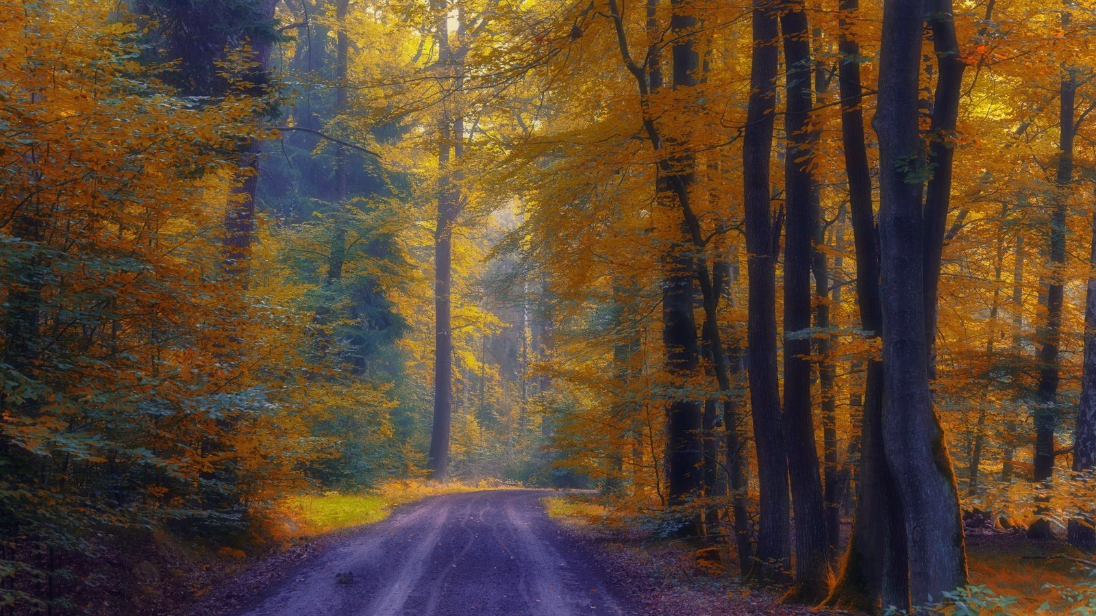 Обои дорога, деревья, лес, осень, road, trees, forest, autumn разрешение 3840x2160 Загрузить