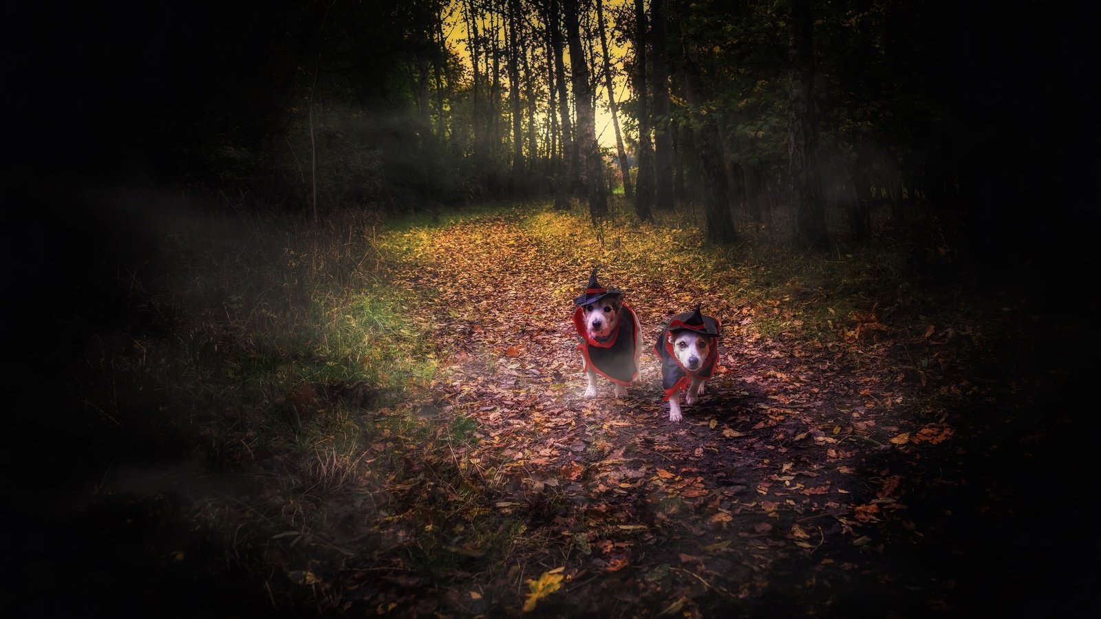 Обои лес, собаки, хеллоуин, forest, dogs, halloween разрешение 3840x2160 Загрузить