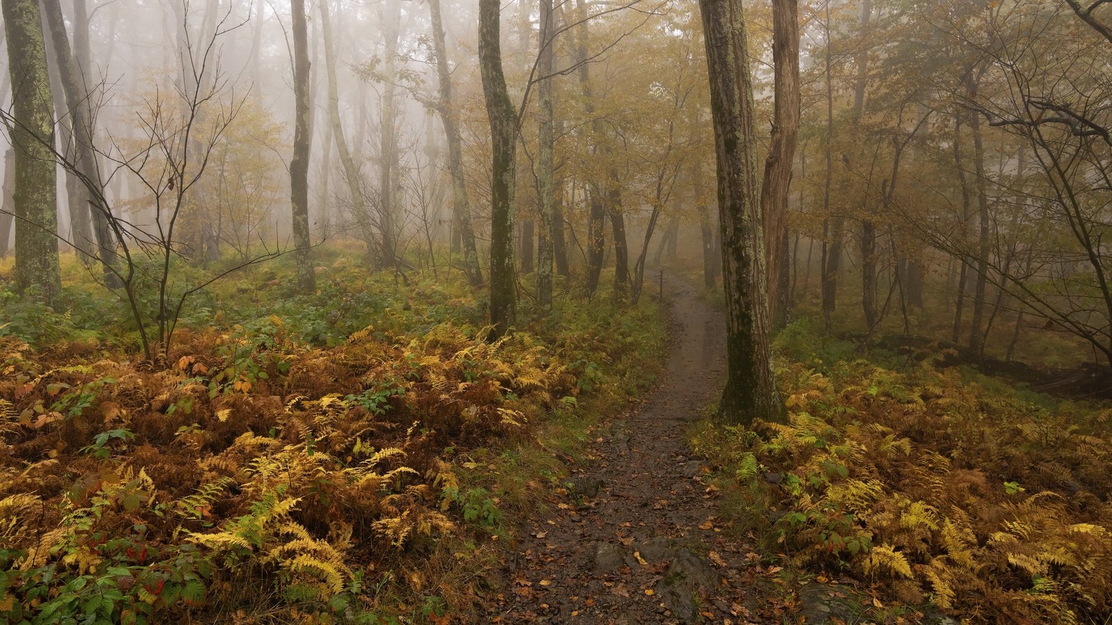 Обои деревья, лес, туман, осень, тропинка, папоротник, trees, forest, fog, autumn, path, fern разрешение 3840x2160 Загрузить