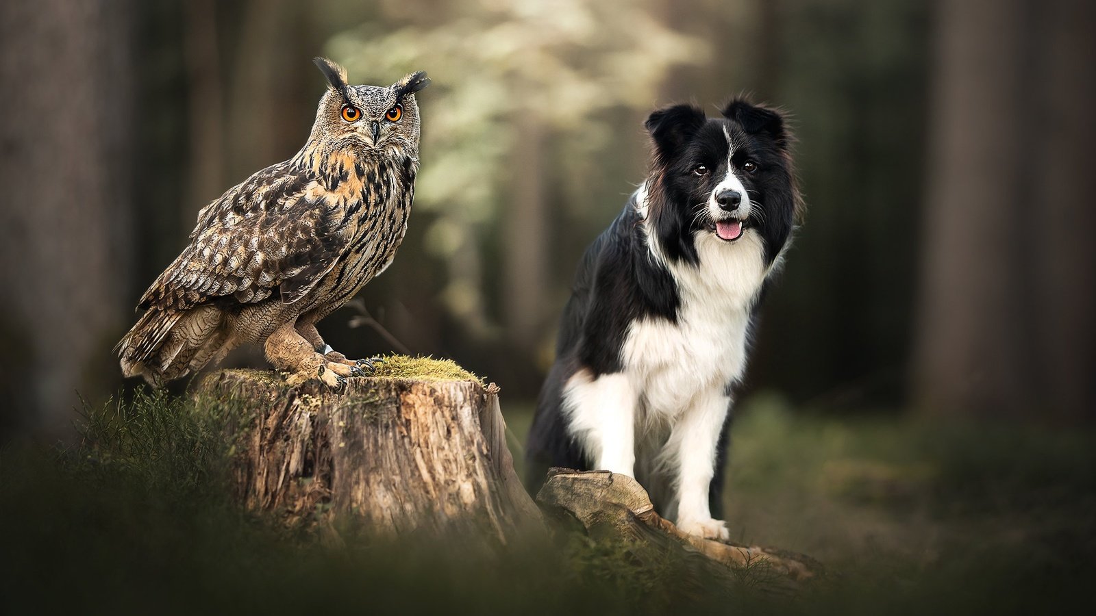 Обои сова, собака, птица, пень, боке, филин, owl, dog, bird, stump, bokeh разрешение 2048x1365 Загрузить