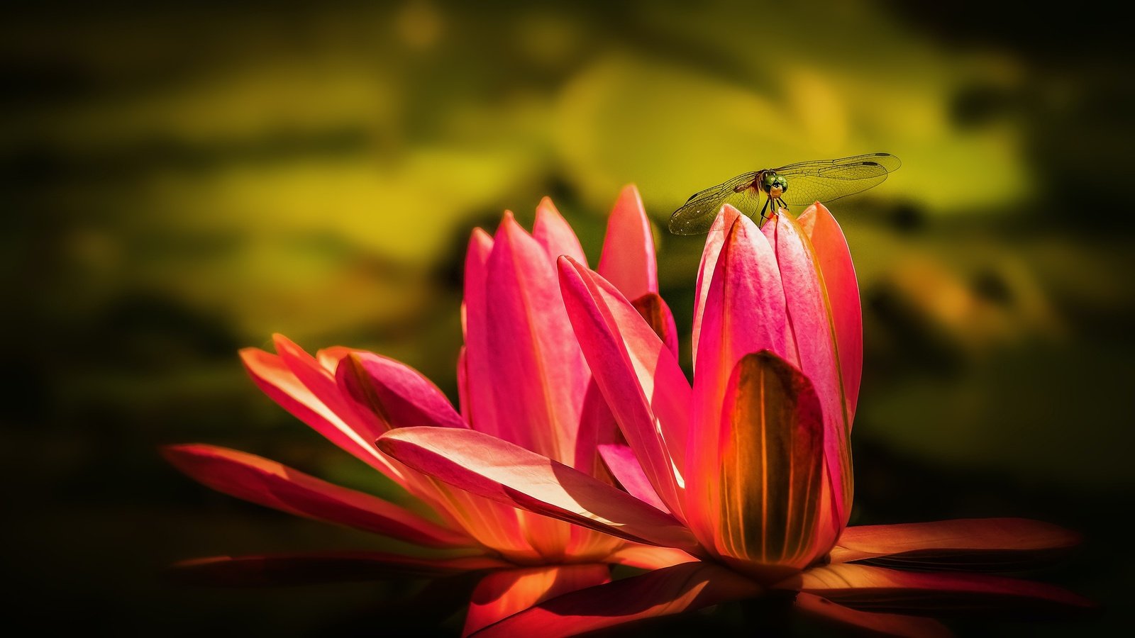 Обои макро, водяная лилия, насекомое, цветок, крылья, стрекоза, пруд, кувшинка, нимфея, macro, water lily, insect, flower, wings, dragonfly, pond, lily, nymphaeum разрешение 2880x1620 Загрузить