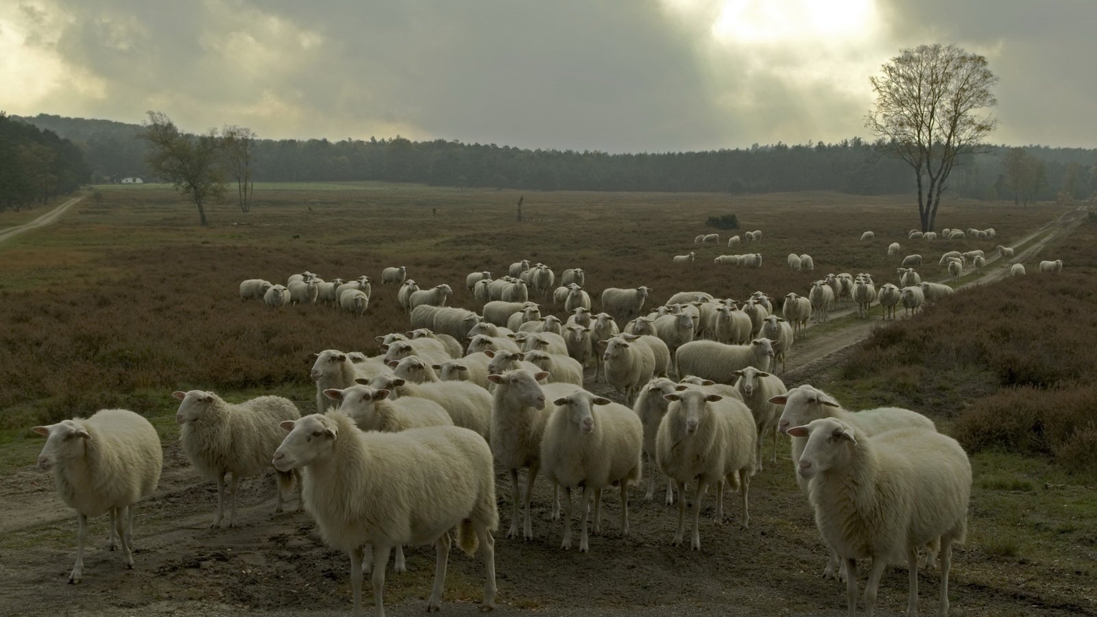 Обои природа, овцы, стадо, nature, sheep, the herd разрешение 2047x1356 Загрузить