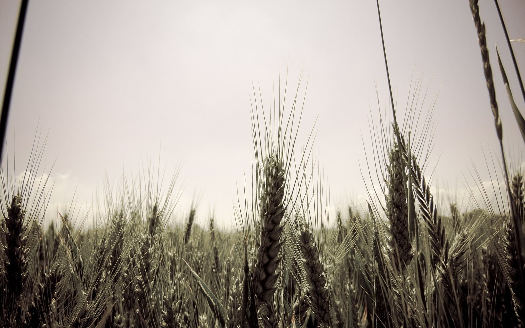 Обои небо, стиль, поле, серость, колосья, пшеница, десктоп, колосс, the sky, style, field, mediocrity, ears, wheat, desktop, colossus разрешение 1920x1200 Загрузить