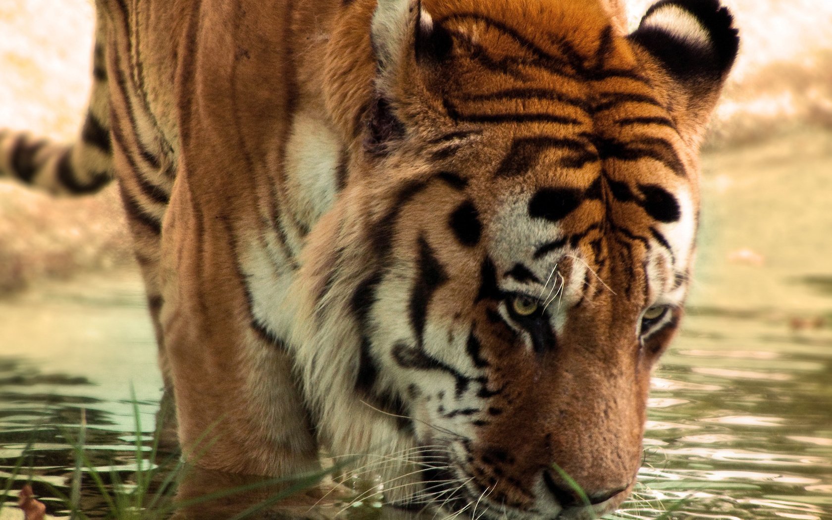 Обои тигр, вода, сушняк, tiger, water, thirsty разрешение 1920x1400 Загрузить