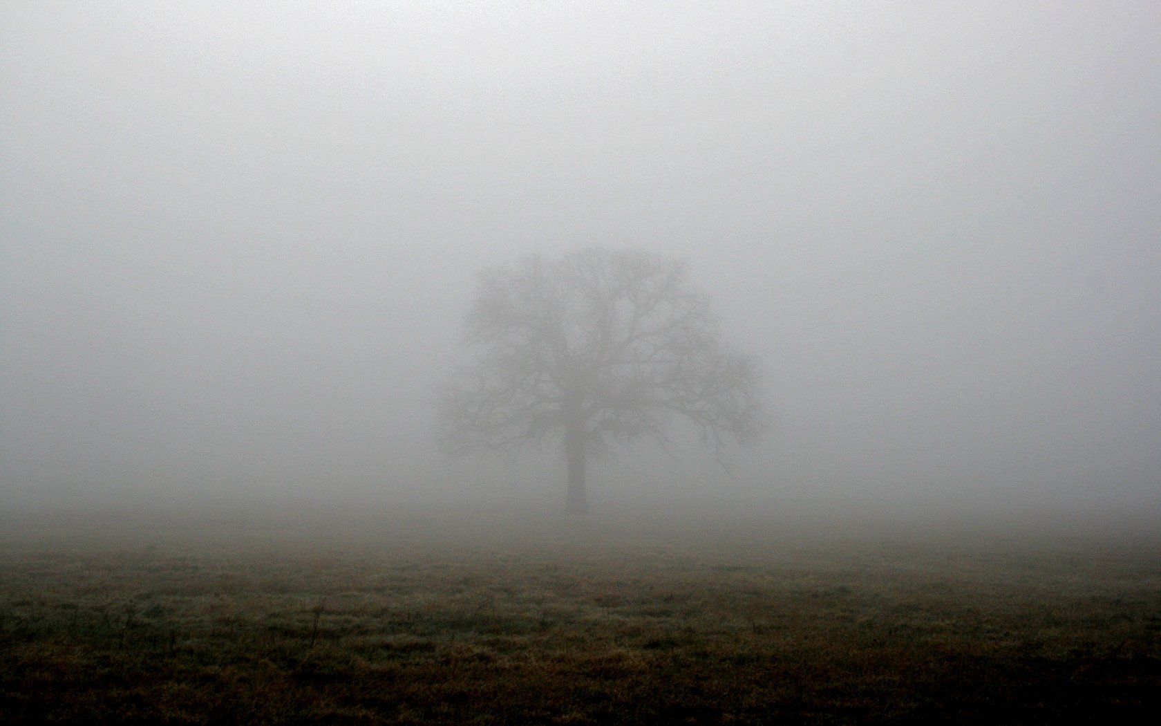 Обои дерево, туман, поле, tree, fog, field разрешение 1944x1296 Загрузить