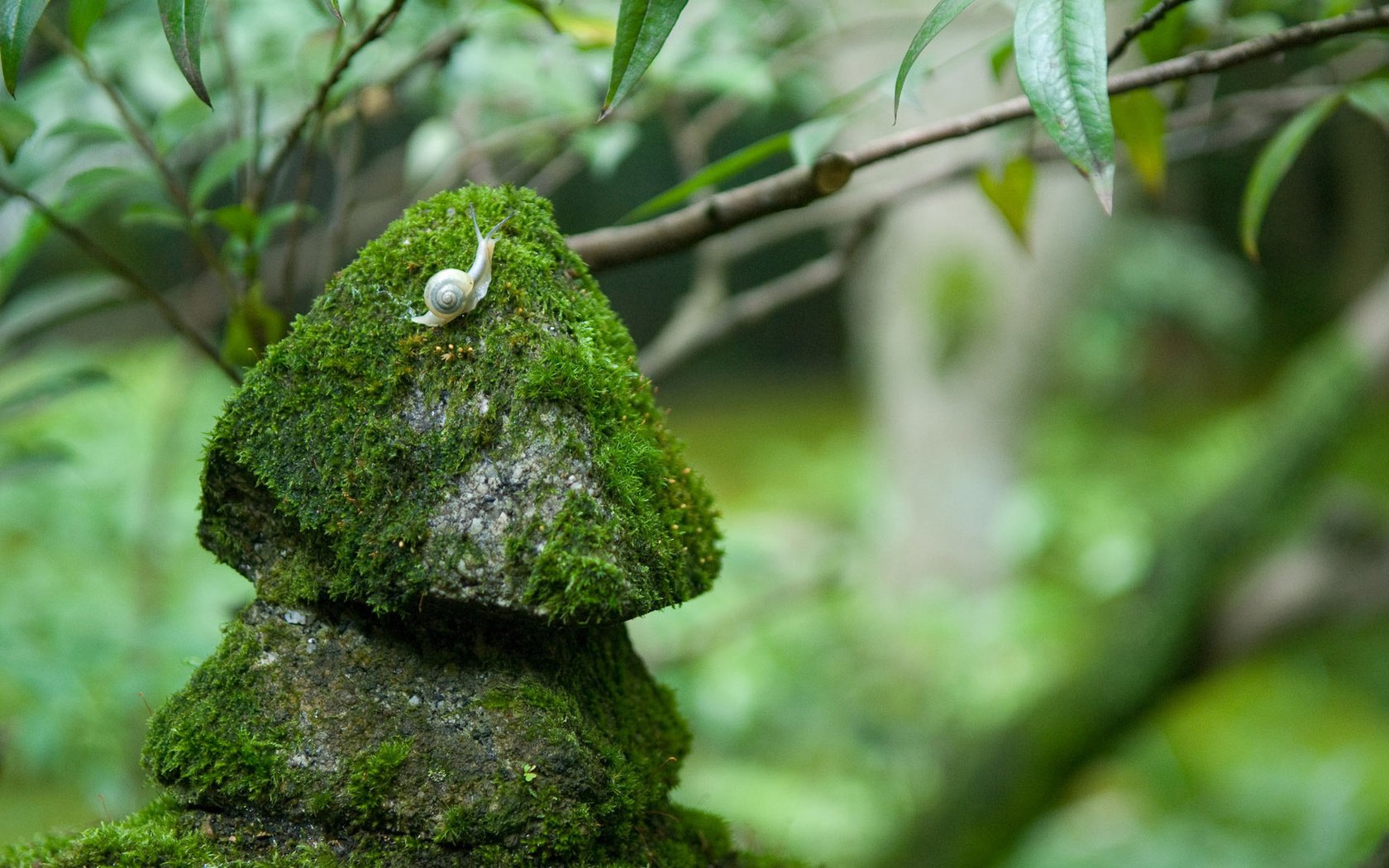 Обои природа, камни, размытость, мох, улитка, nature, stones, blur, moss, snail разрешение 1920x1200 Загрузить