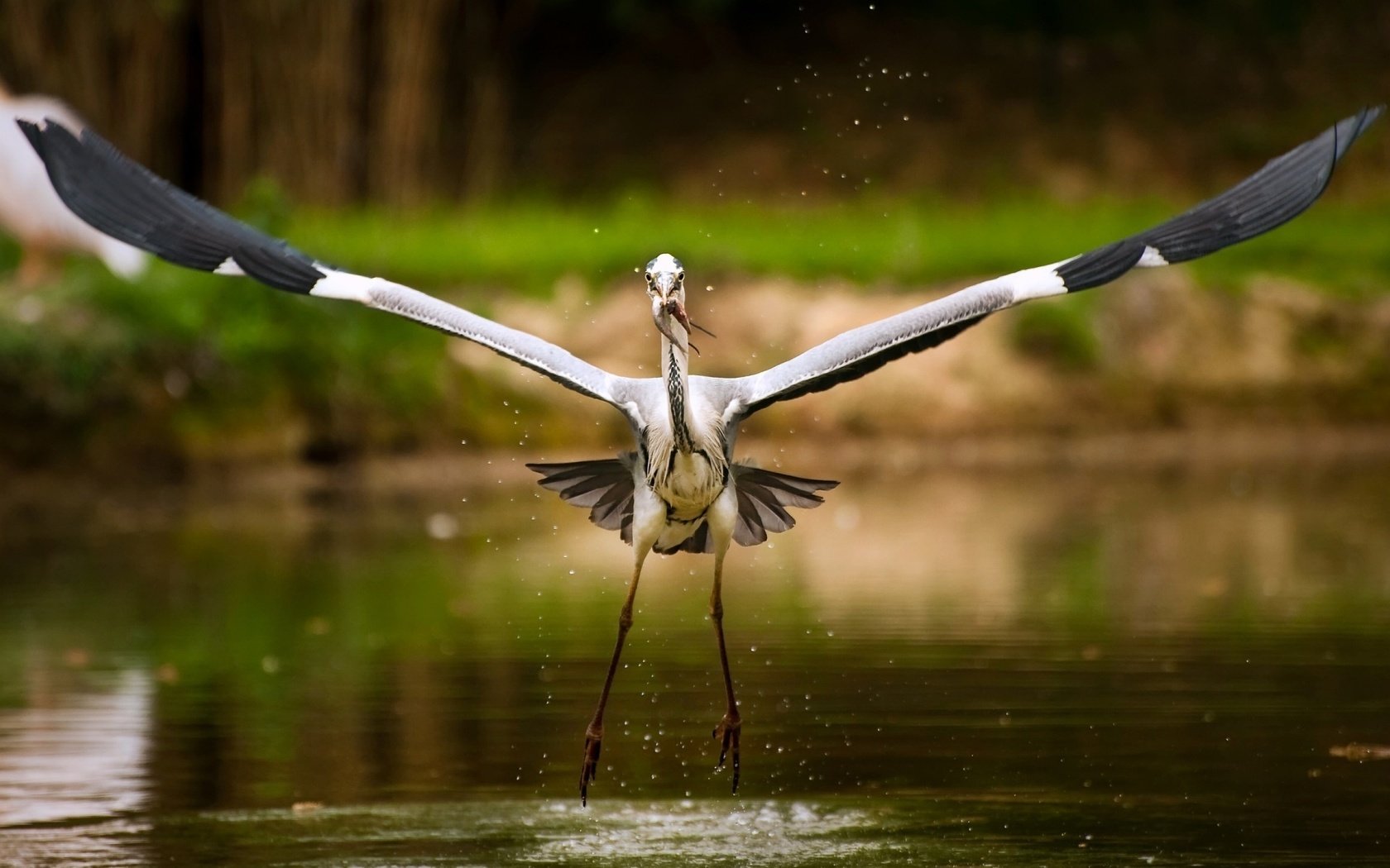 Обои озеро, рыба, аист, lake, fish, stork разрешение 1920x1200 Загрузить