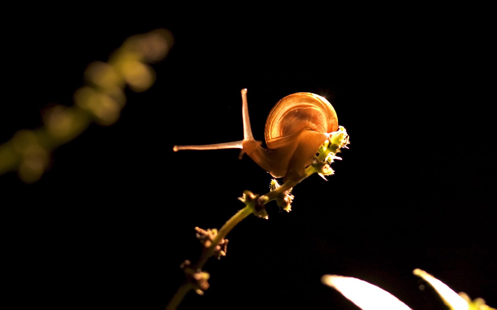 Обои свет, растение, улитка, light, plant, snail разрешение 1920x1200 Загрузить