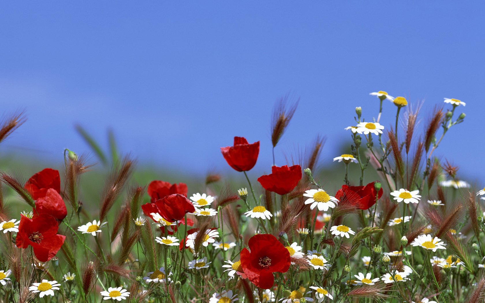 Обои небо, цветы, трава, лето, маки, колосья, ромашки, the sky, flowers, grass, summer, maki, ears, chamomile разрешение 3840x1200 Загрузить