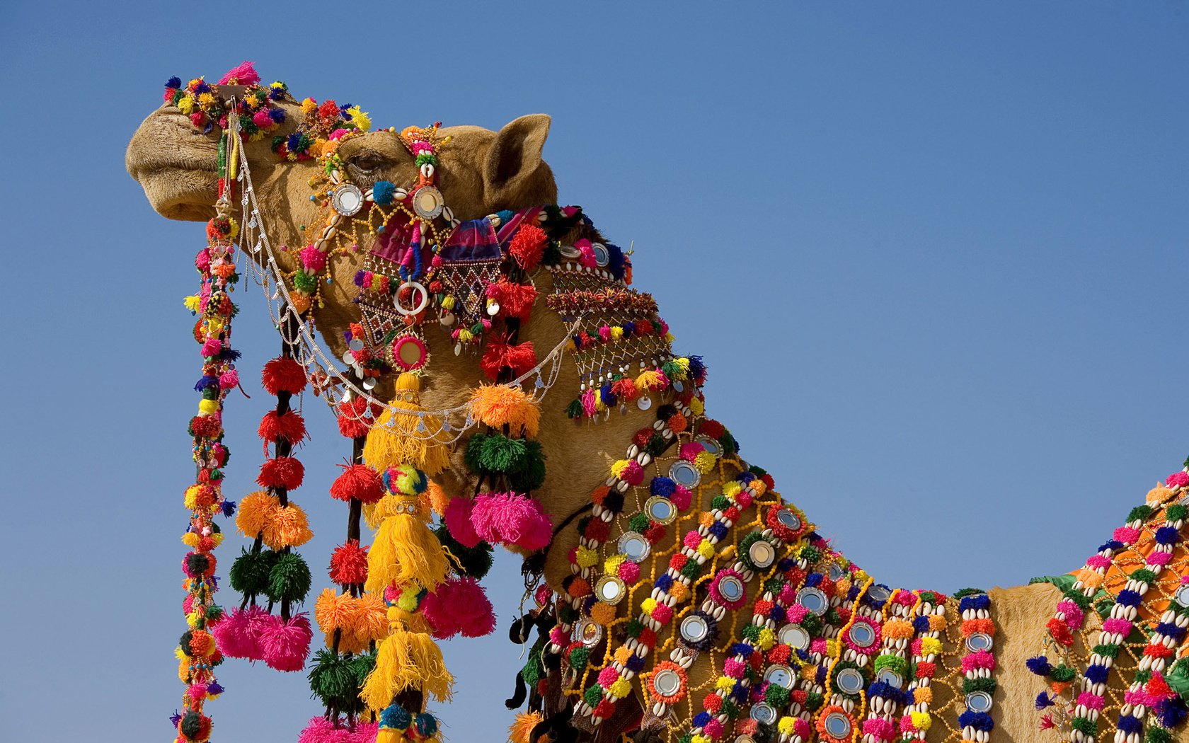 Обои пустыня, украшение, верблюд, desert, decoration, camel разрешение 1920x1200 Загрузить