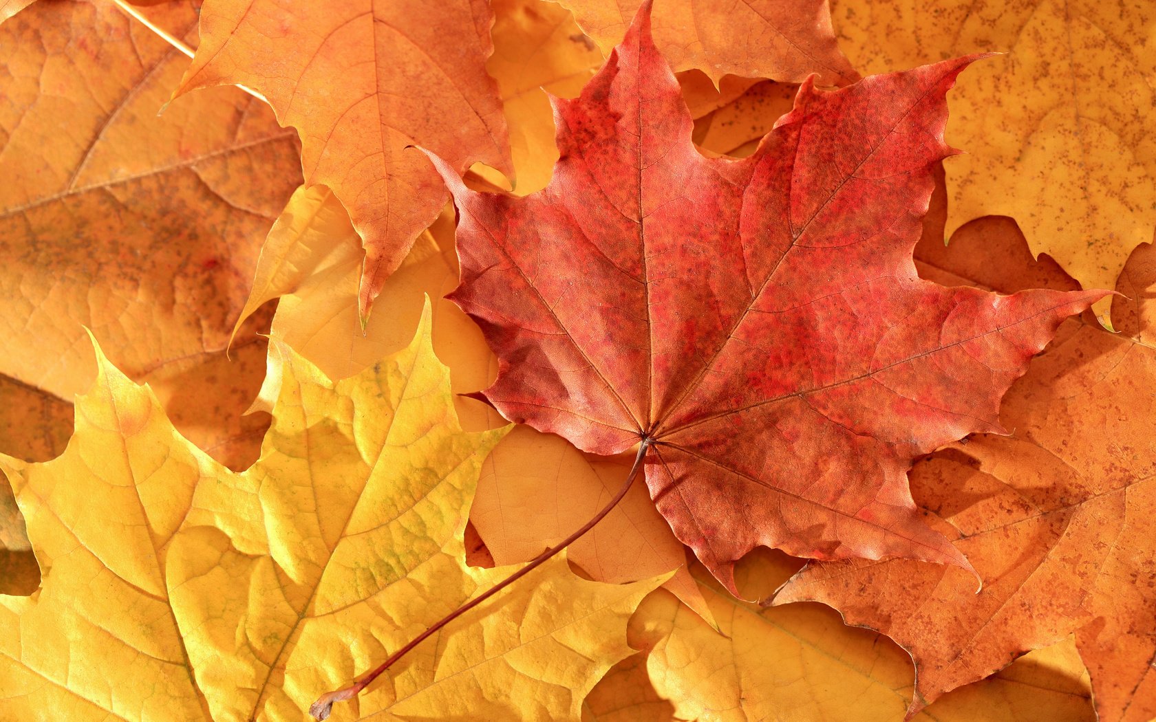 Обои природа, листья, осень, клен, nature, leaves, autumn, maple разрешение 3000x2000 Загрузить