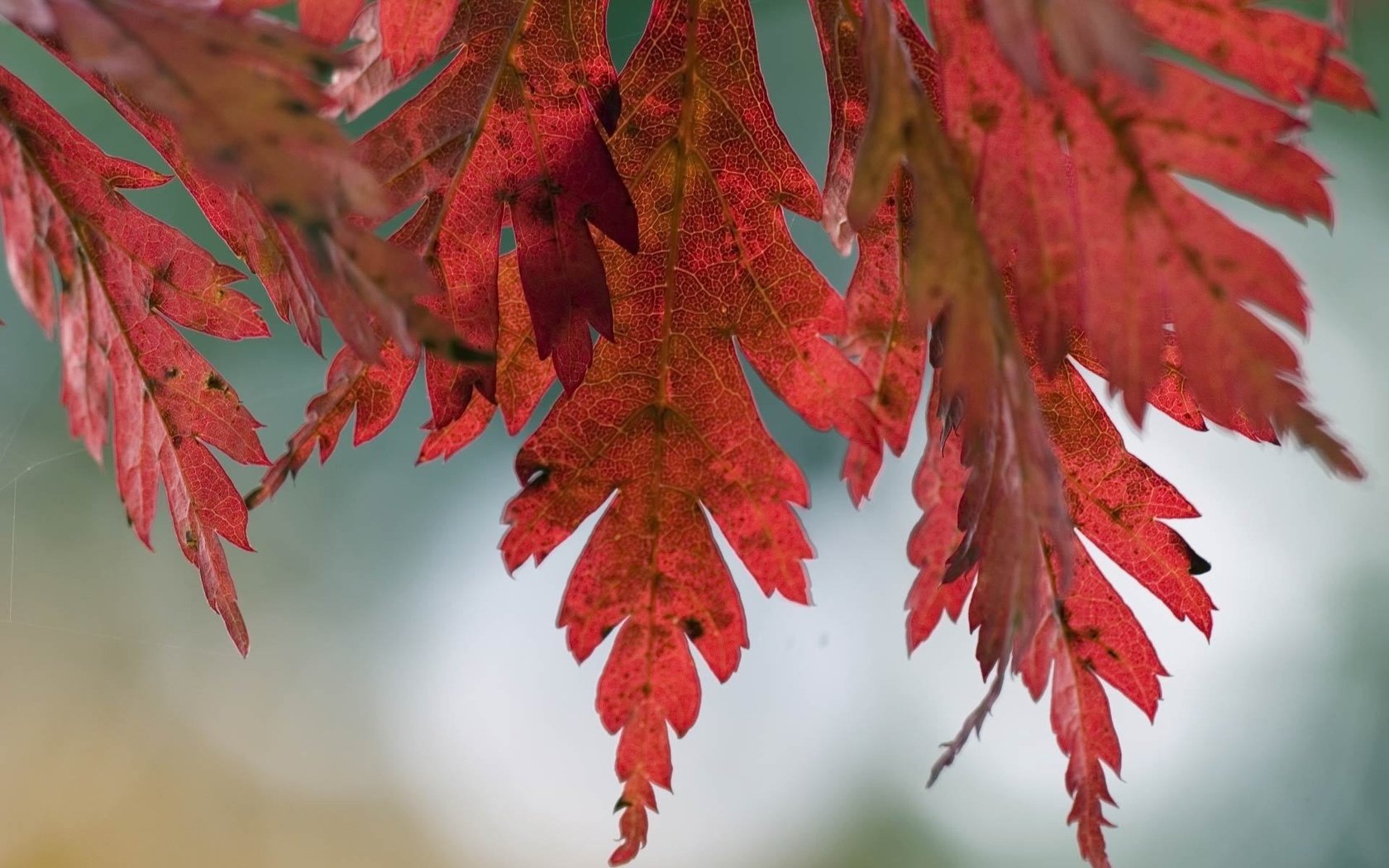 Обои природа, дерево, листья, макро, фото, осень, nature, tree, leaves, macro, photo, autumn разрешение 1920x1200 Загрузить