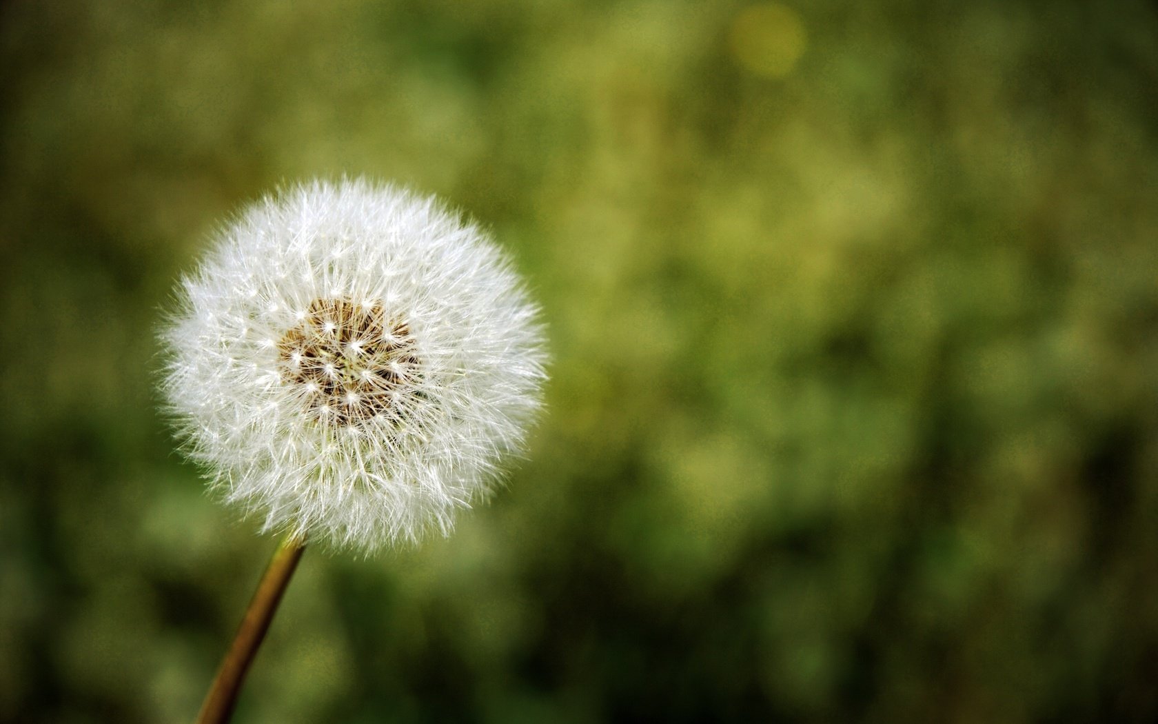 Обои природа, цветок, одуванчик, nature, flower, dandelion разрешение 1920x1200 Загрузить