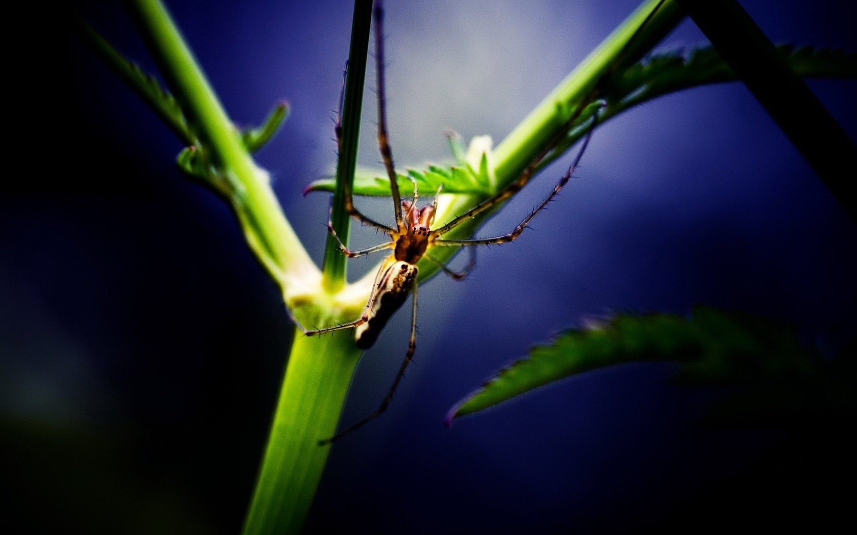 Обои лист, растение, паук, sheet, plant, spider разрешение 1920x1440 Загрузить